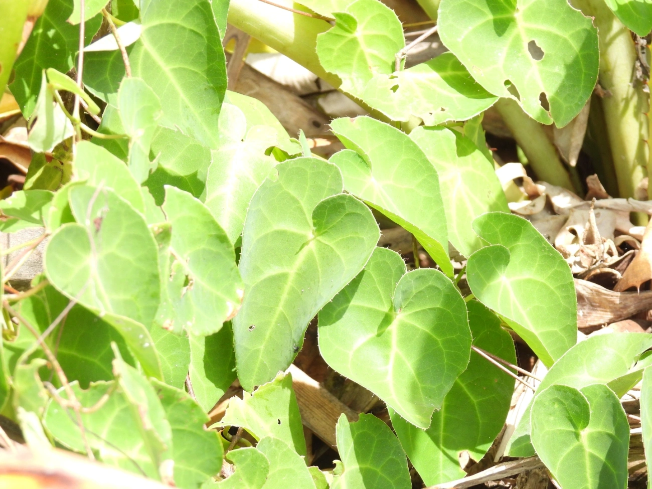 Plantas (Plantae), plantas, fotografado em Maresias, São Sebastião
