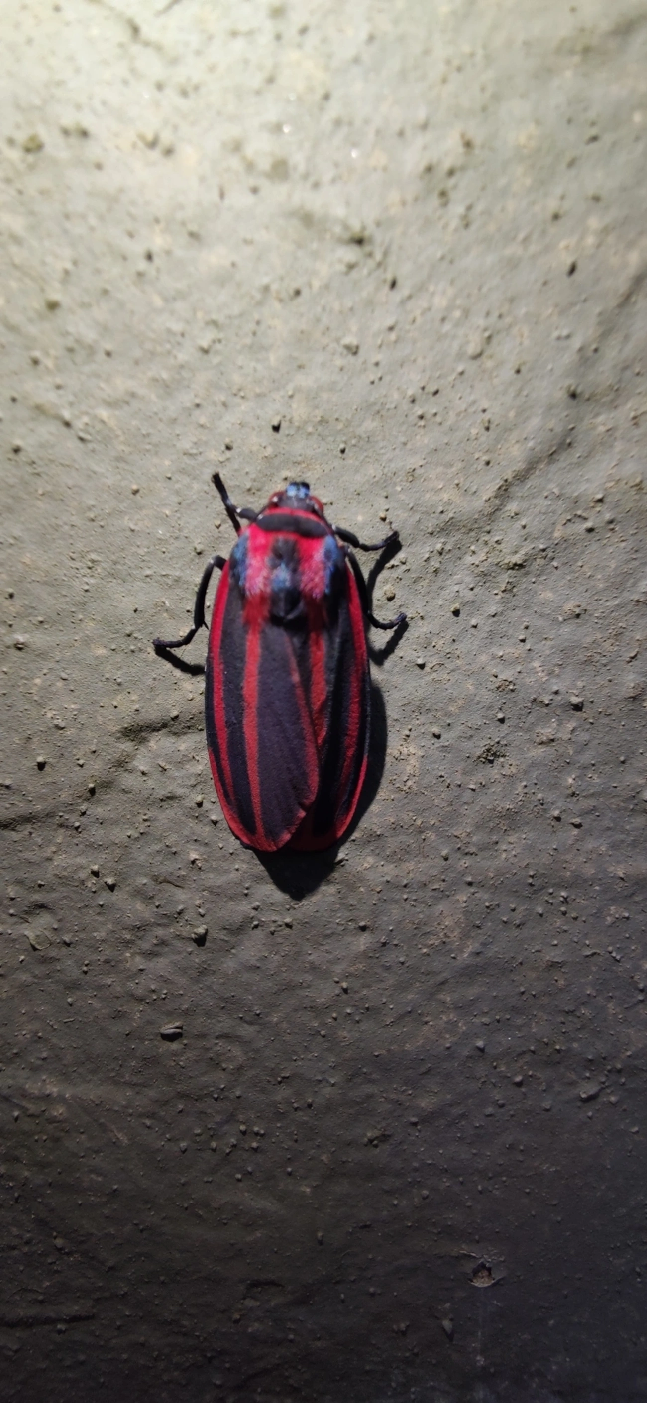Cissura decora, insetos, fotografado em Maresias, São Sebastião