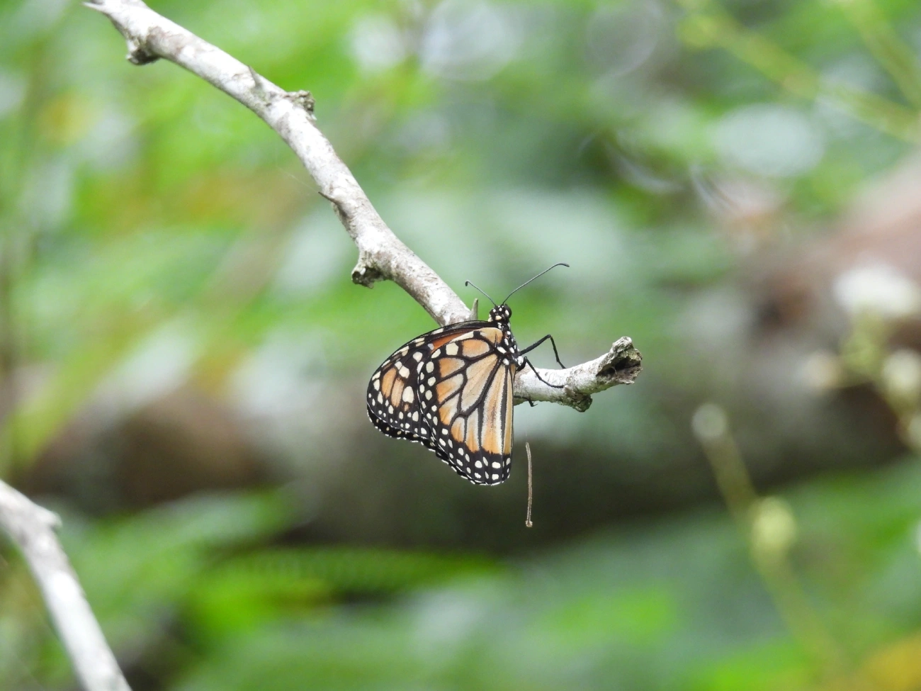 Monarca (Danaus erippus), insetos, fotografado em Indaiá, Caraguatatuba
