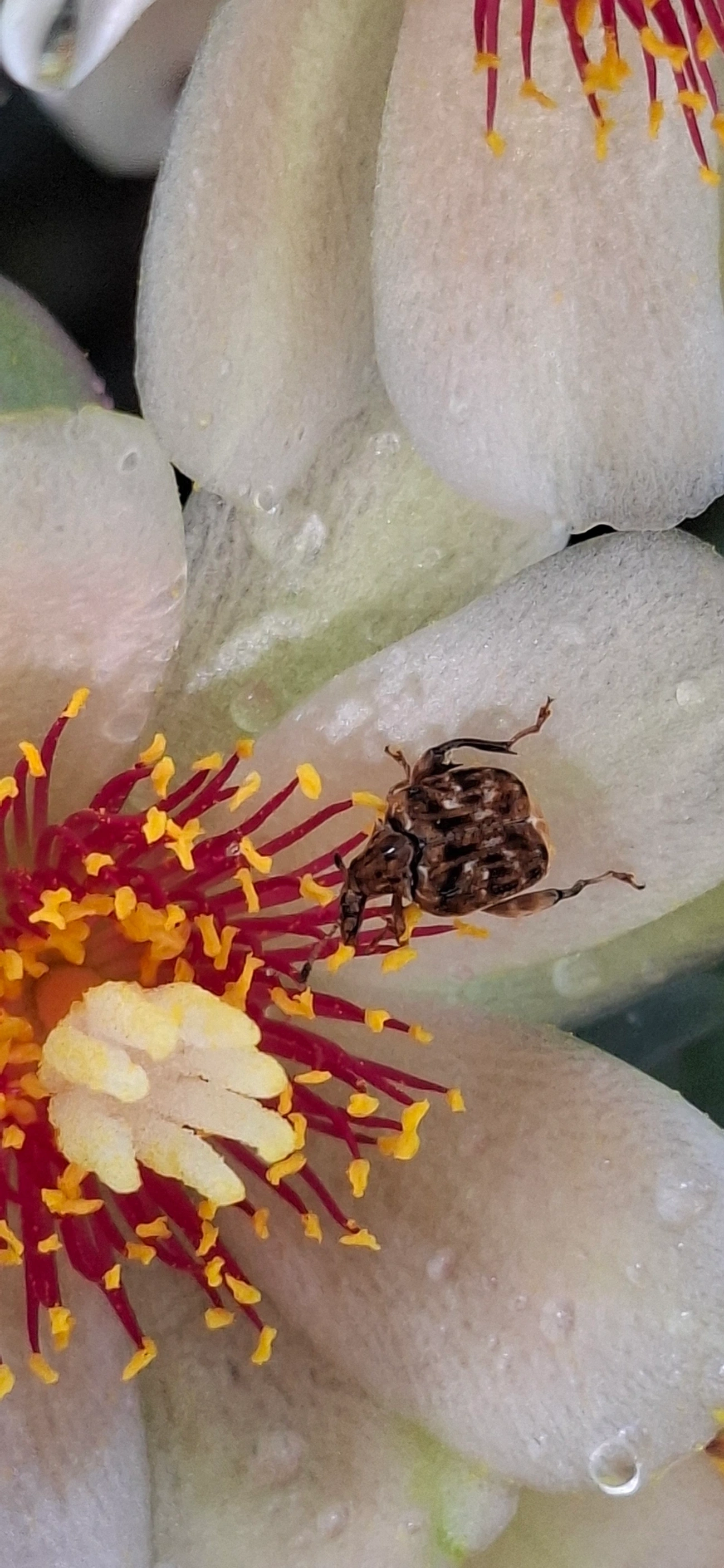 Acanthoscelidina, insetos, fotografado em Maresias, São Sebastião