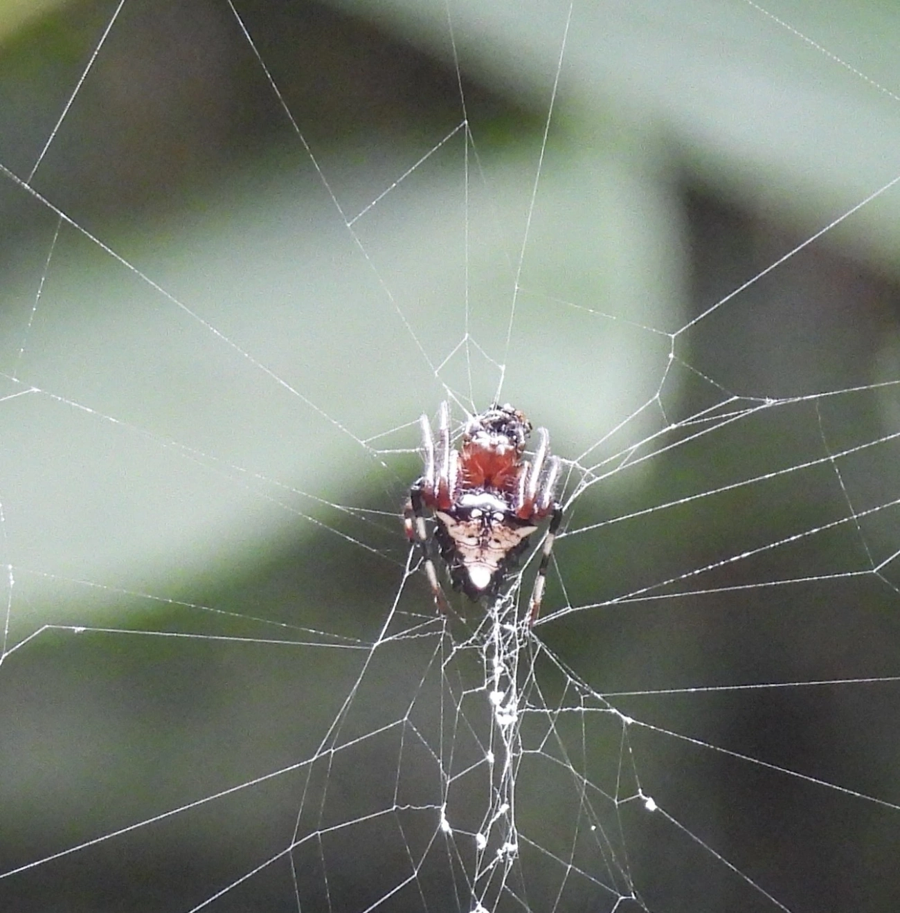 Verrucosa meridionalis, aracnídeos, fotografado em Boiçucanga, São Sebastião