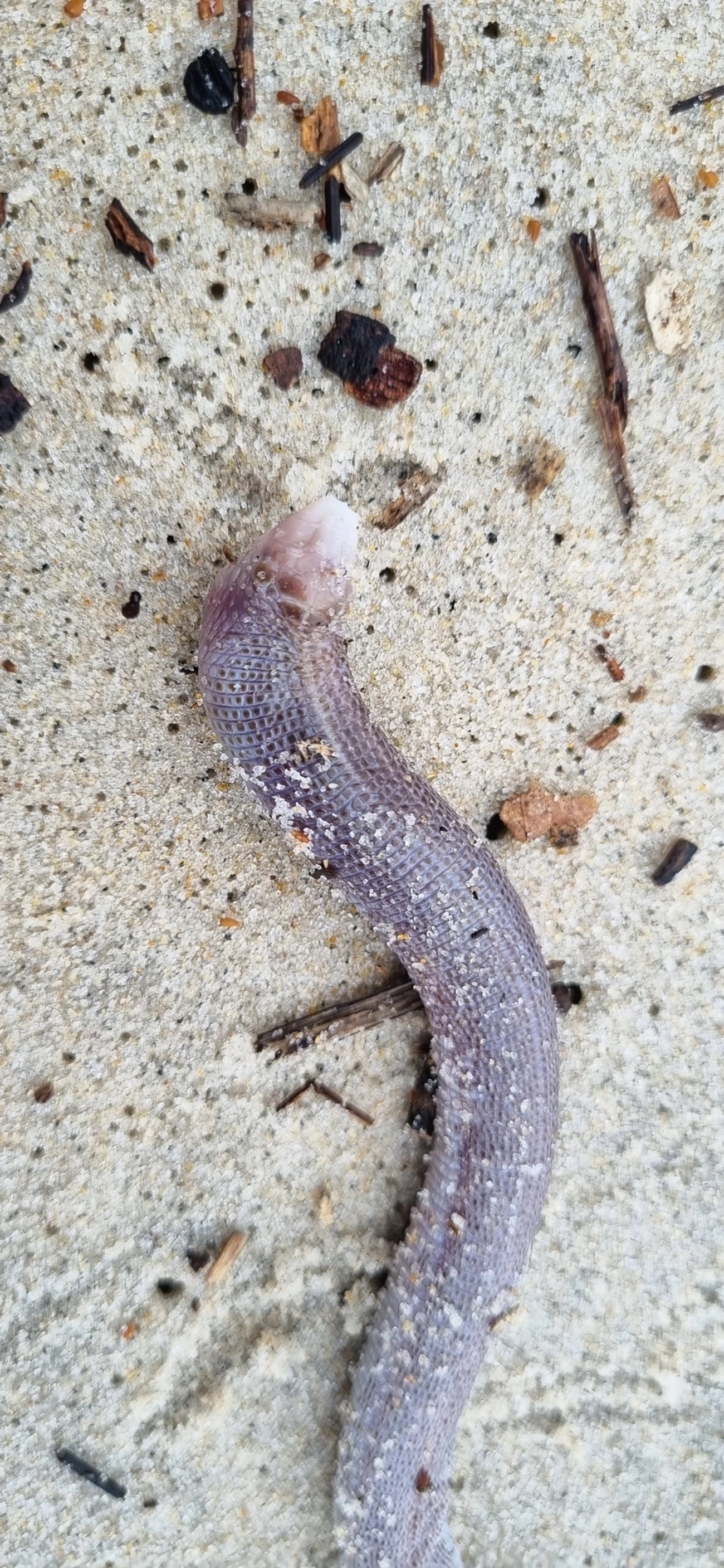 Cobra-de-duas-cabeças (Leposternon microcephalum), répteis, fotografado em Maresias, São Sebastião
