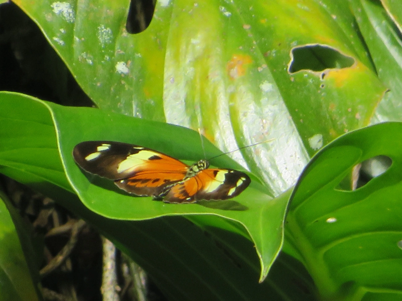Helicônio-de-numata (Heliconius numata), insetos, fotografado em Paúba, São Sebastião