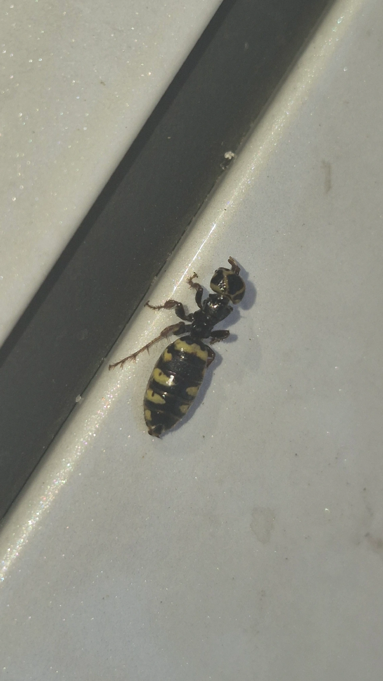 Thynnidae, insetos, fotografado em Maresias, São Sebastião