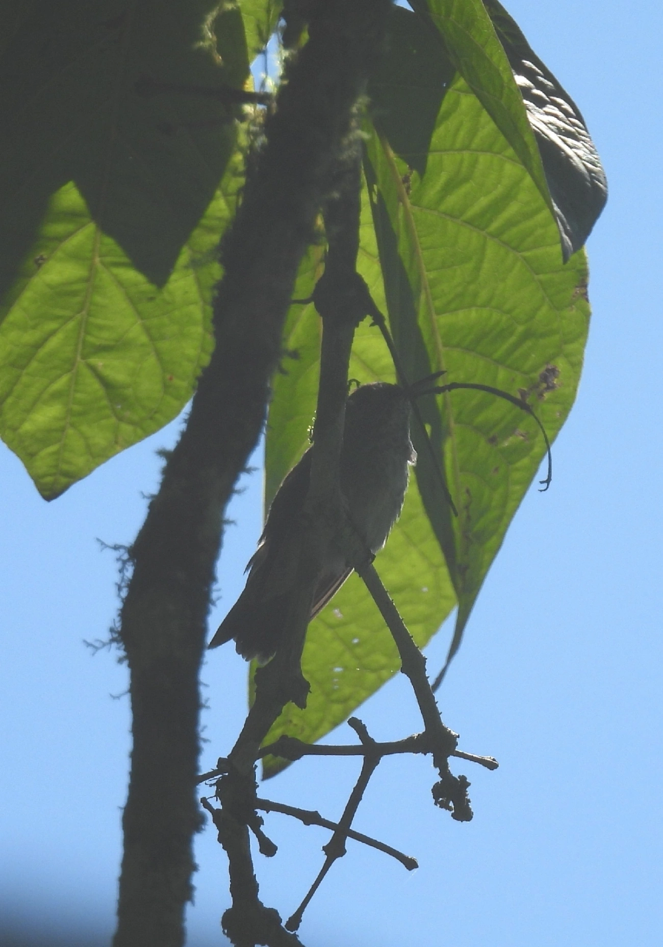Trochilini, aves, fotografado em Queluz