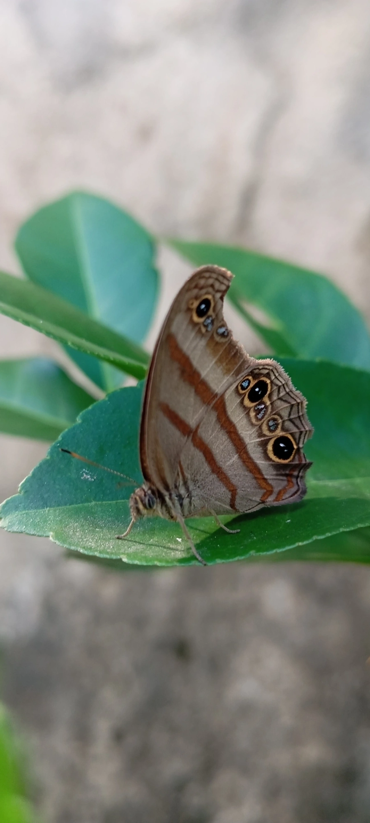 Olho-de-boi-de-Cramer (Modica myncea), insetos, fotografado em Maresias, São Sebastião