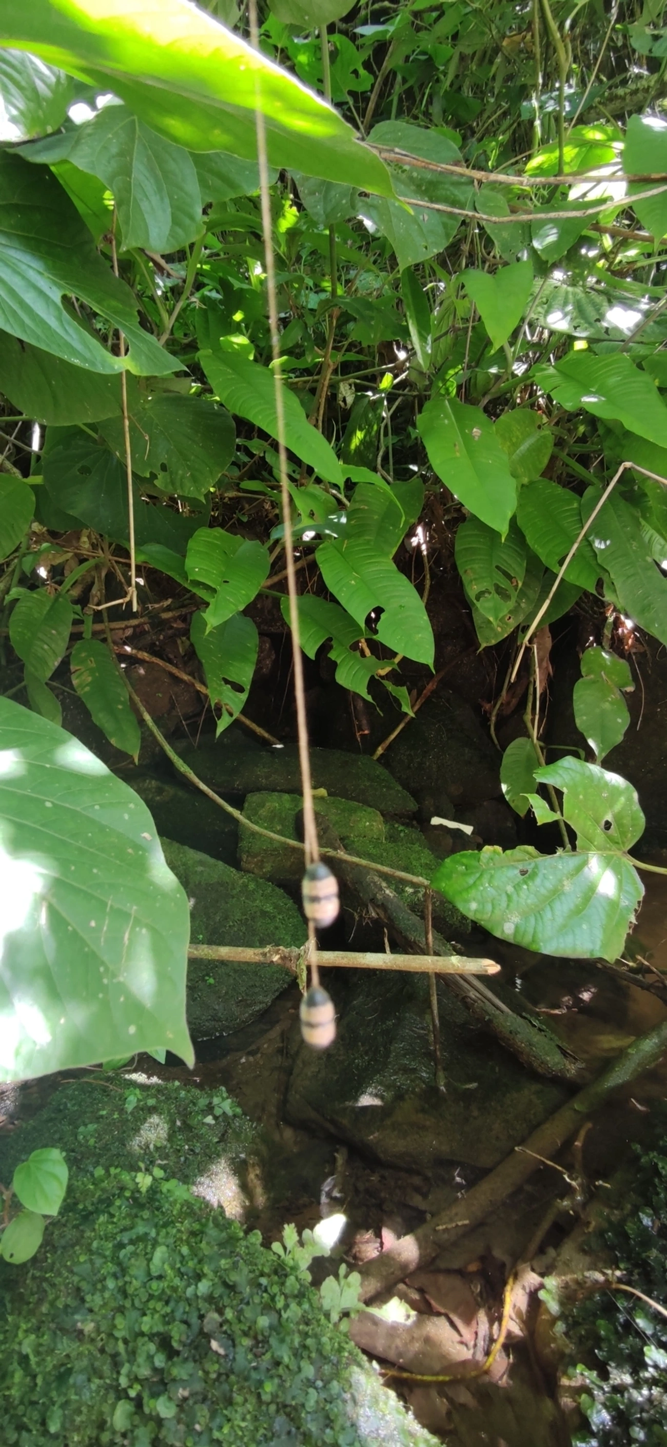 Campopleginae, insetos, fotografado em Maresias, São Sebastião