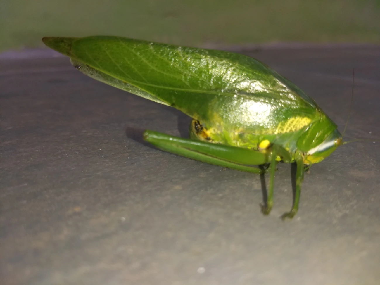 Philophyllia, insetos, fotografado em Maresias, São Sebastião