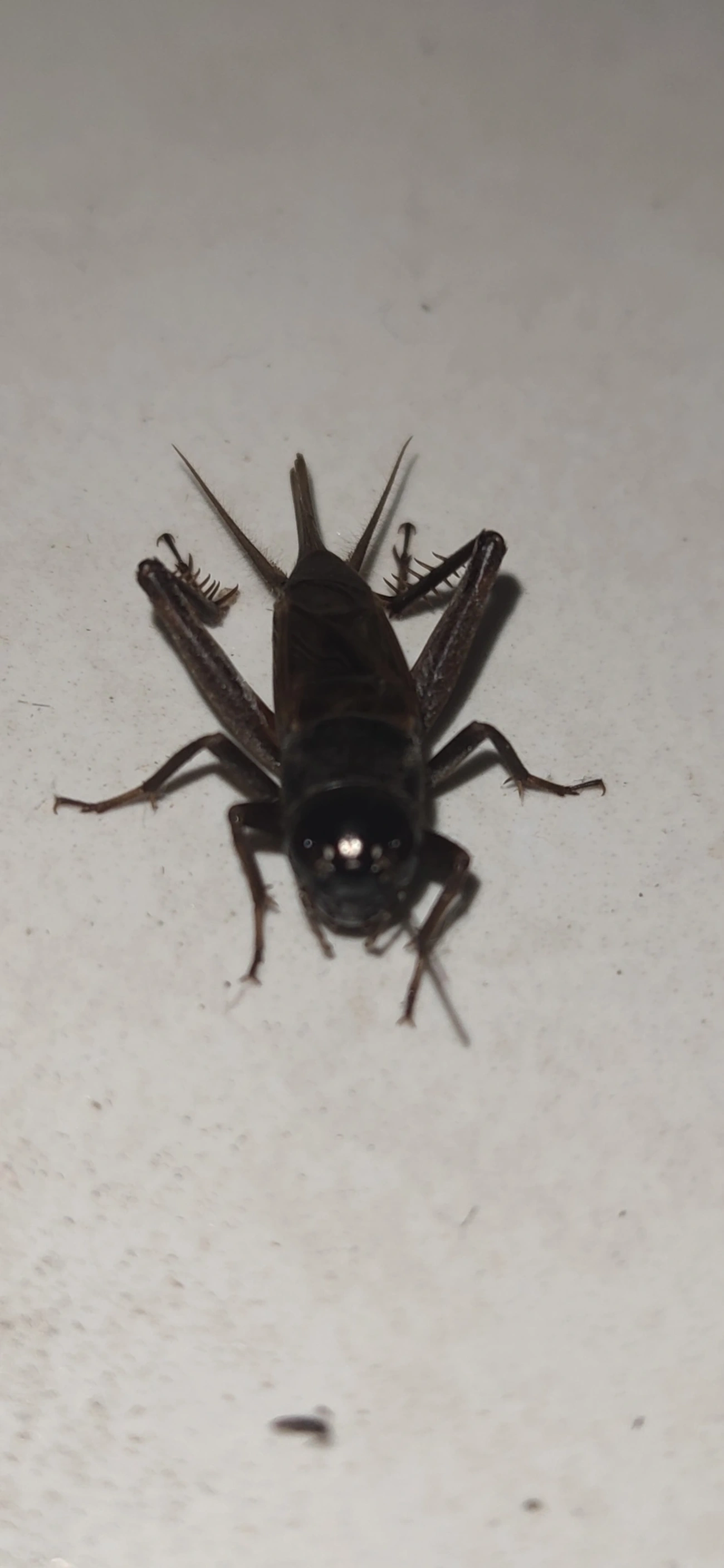 Gryllini, insetos, fotografado em Maresias, São Sebastião