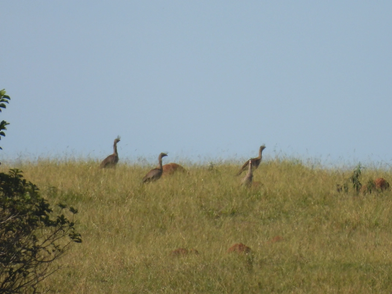 Seriema (Cariama cristata), aves, fotografado em Bragança Paulista