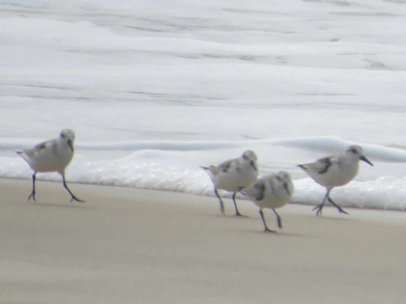 Maçarico-branco (Calidris alba), aves, fotografado em Maresias, São Sebastião