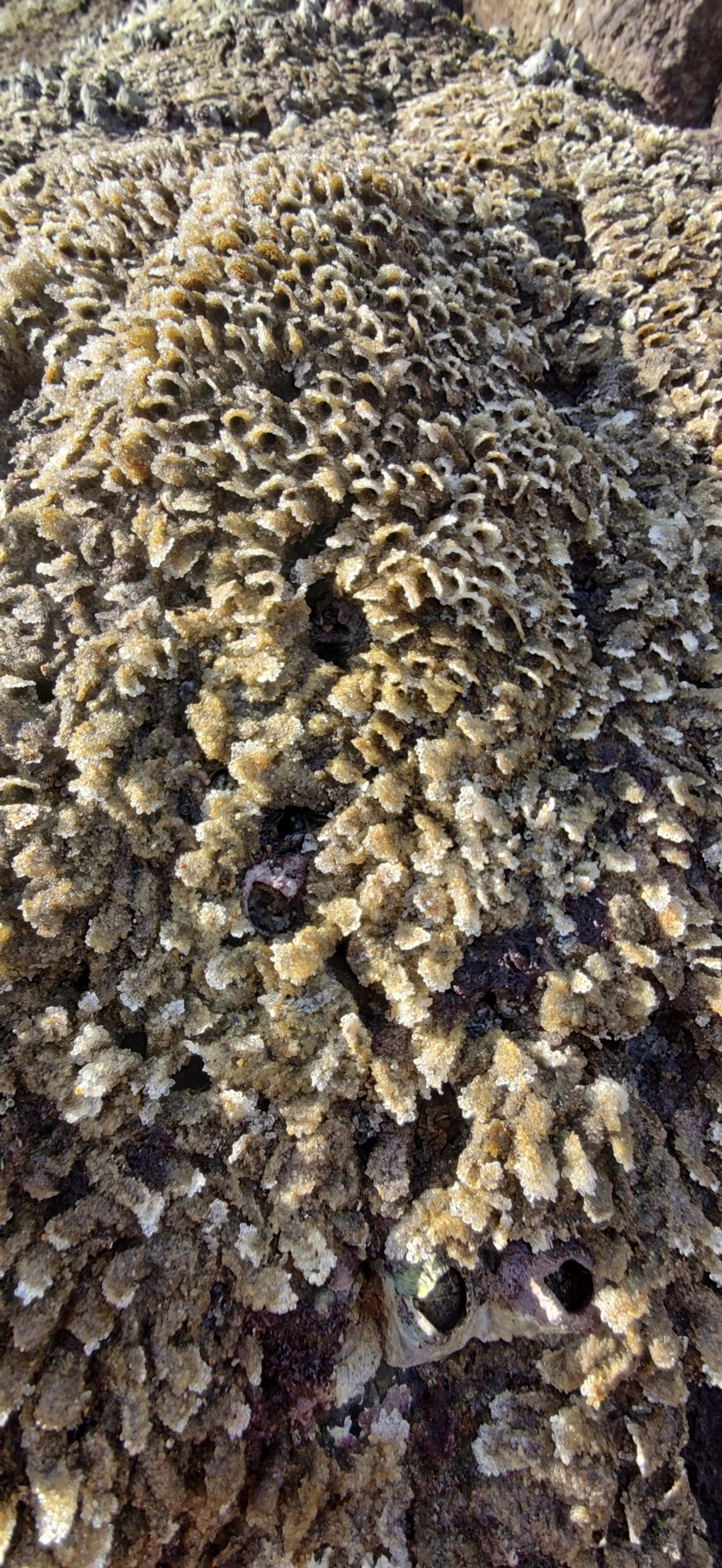 Phragmatopoma, outros, fotografado em Maresias, São Sebastião