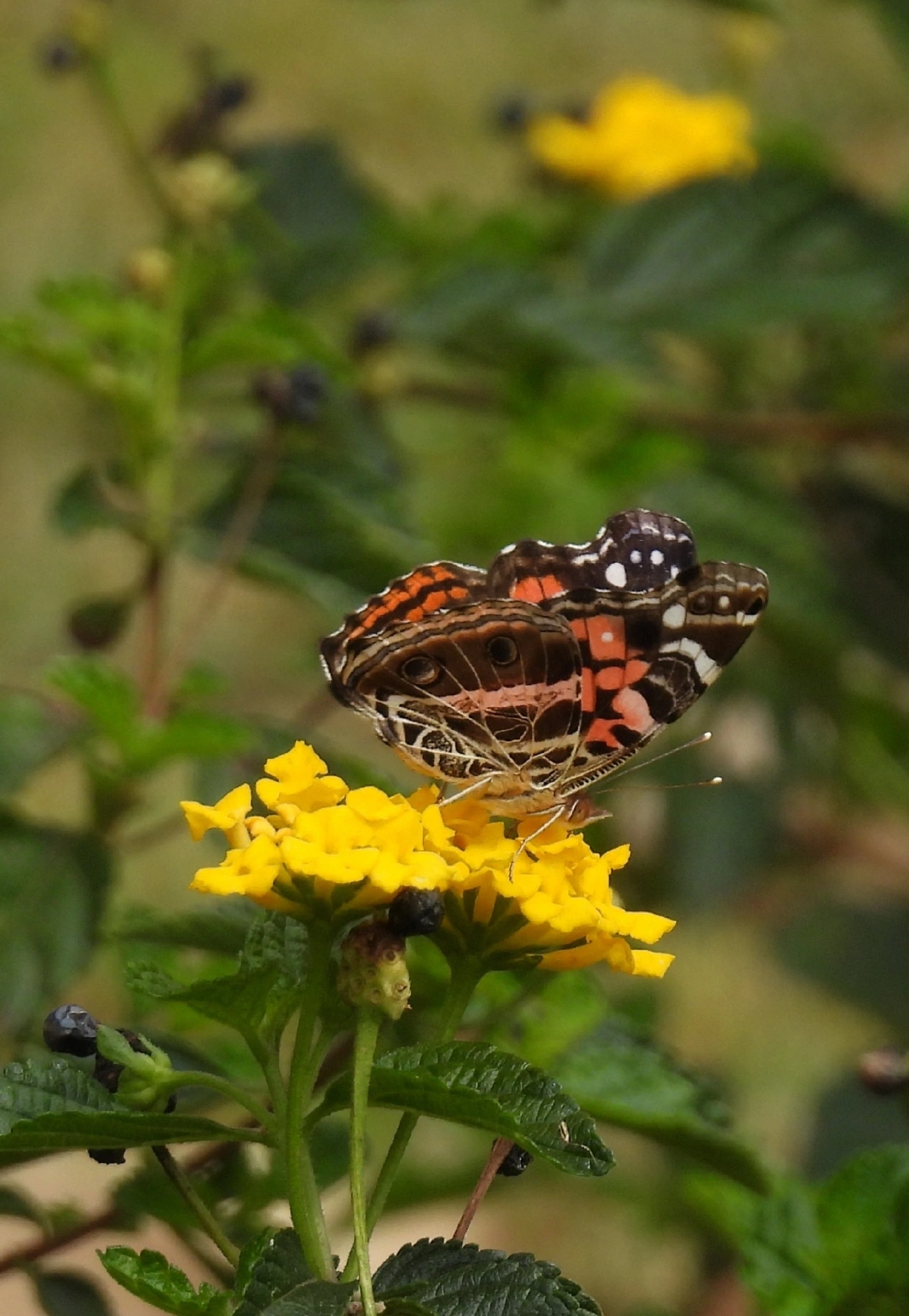 Dama-bandeada (Vanessa myrinna), insetos, fotografado em Bragança Paulista