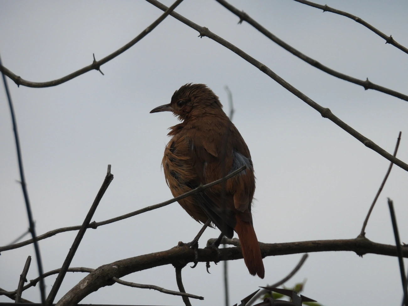João-de-barro (Furnarius rufus), aves, fotografado em Rua Coronel João Leme, Bragança Paulista