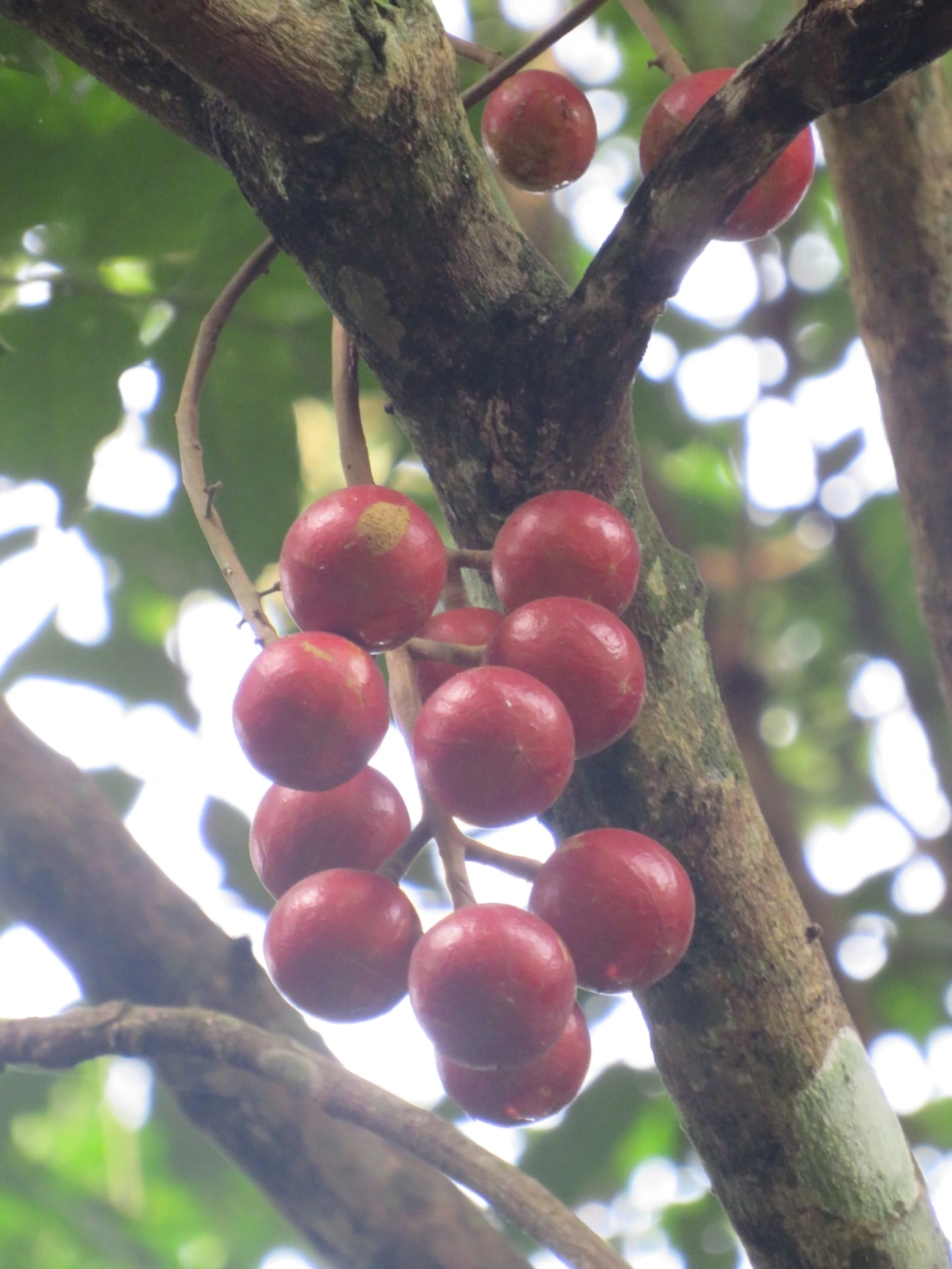 Canjerana (Cabralea canjerana), plantas, fotografado em Maresias, São Sebastião