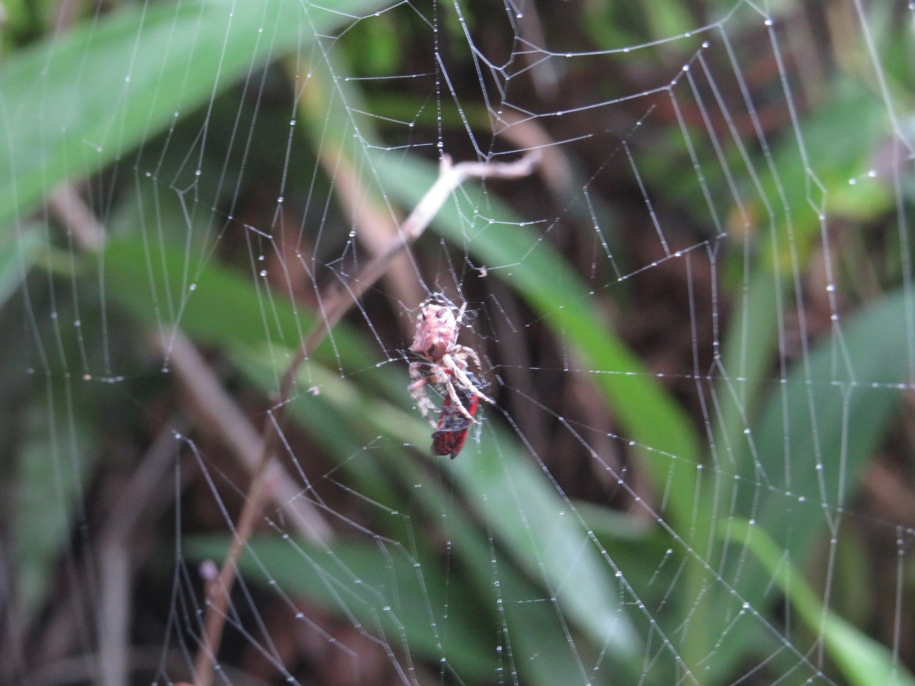 Parawixia, aracnídeos, fotografado em Maresias, São Sebastião