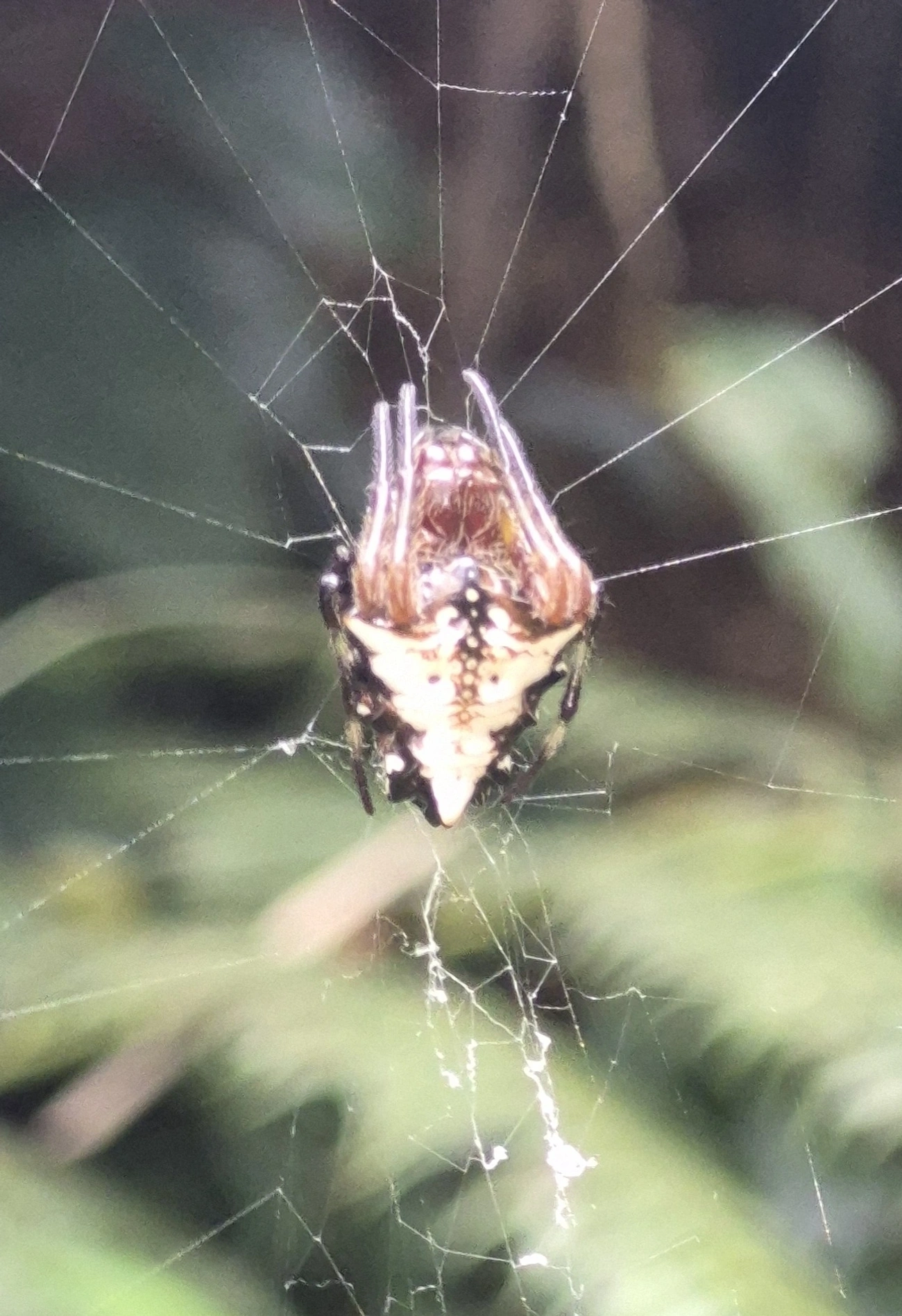 Verrucosa meridionalis, aracnídeos, fotografado em Camburí, São Sebastião