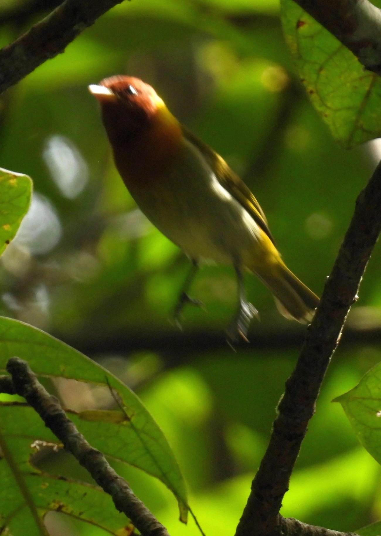 Saíra-ferrugem (Hemithraupis ruficapilla), aves, fotografado em Maresias, São Sebastião