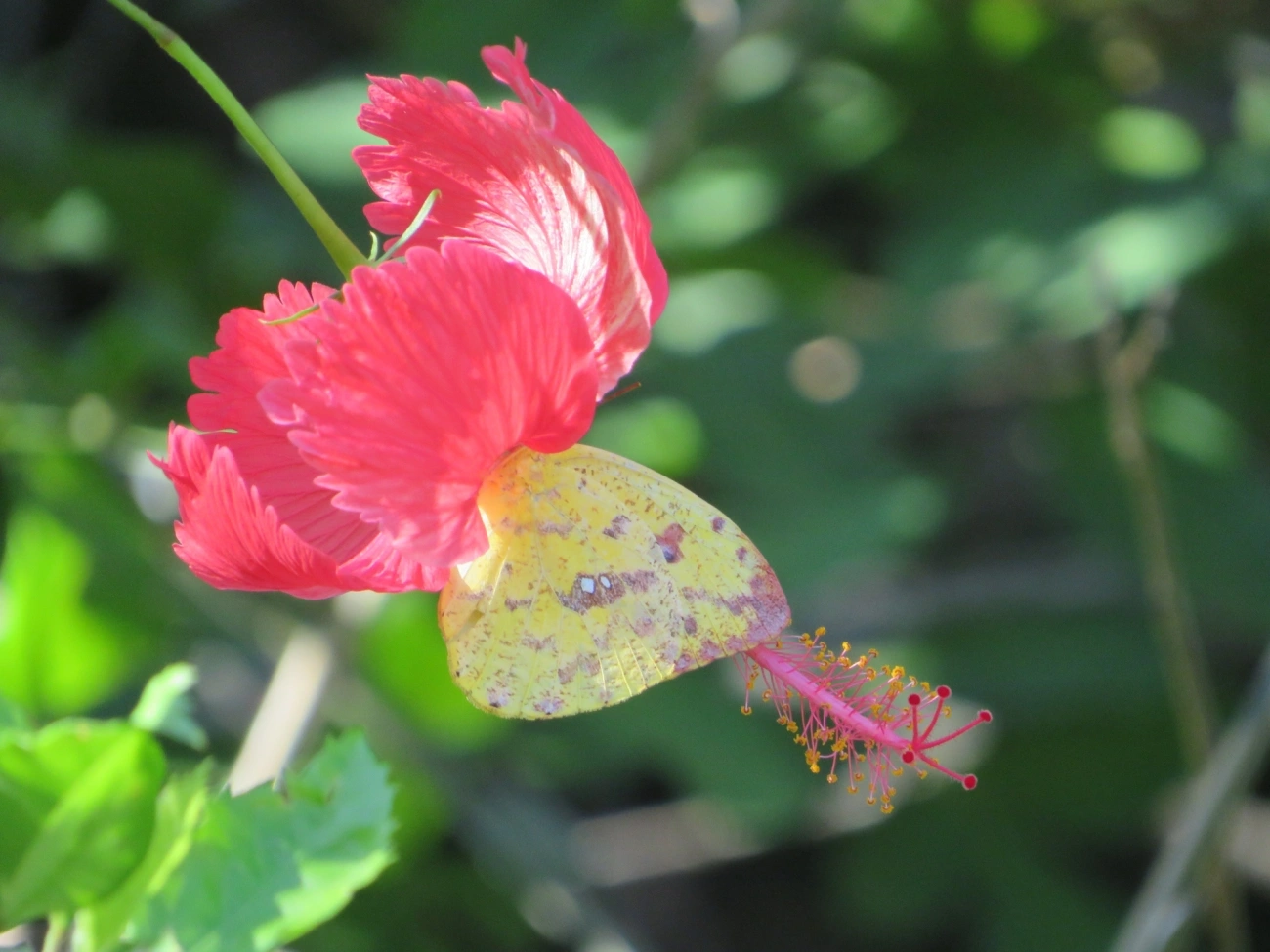 Borboleta-amarela (Phoebis argante), insetos, fotografado em Maresias, São Sebastião