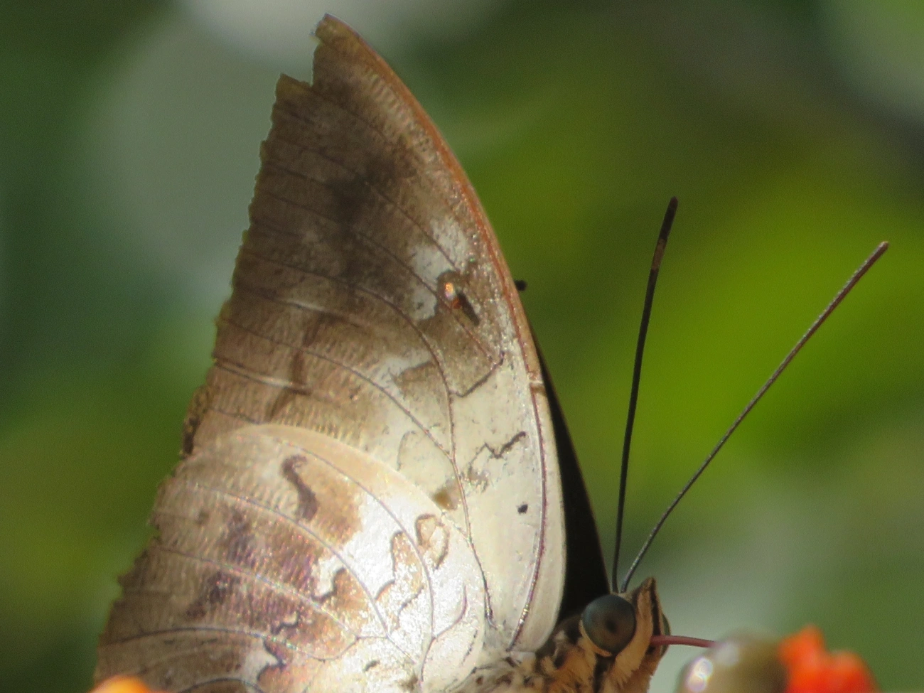 Prepona-de-um-ponto (Archaeoprepona demophon), insetos, fotografado em Maresias, São Sebastião