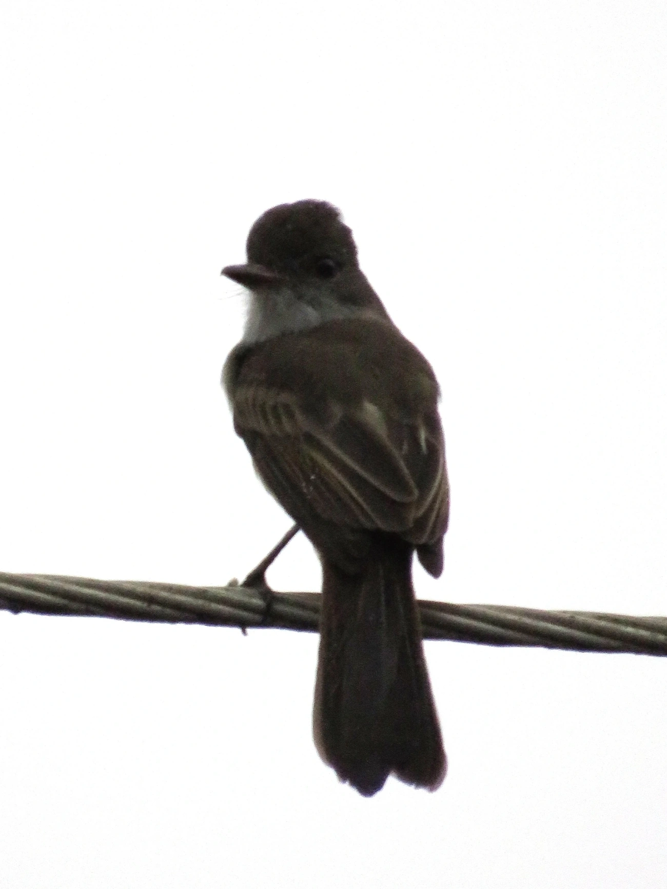 Maria-cavaleira (Myiarchus ferox), aves, fotografado em Maresias, São Sebastião