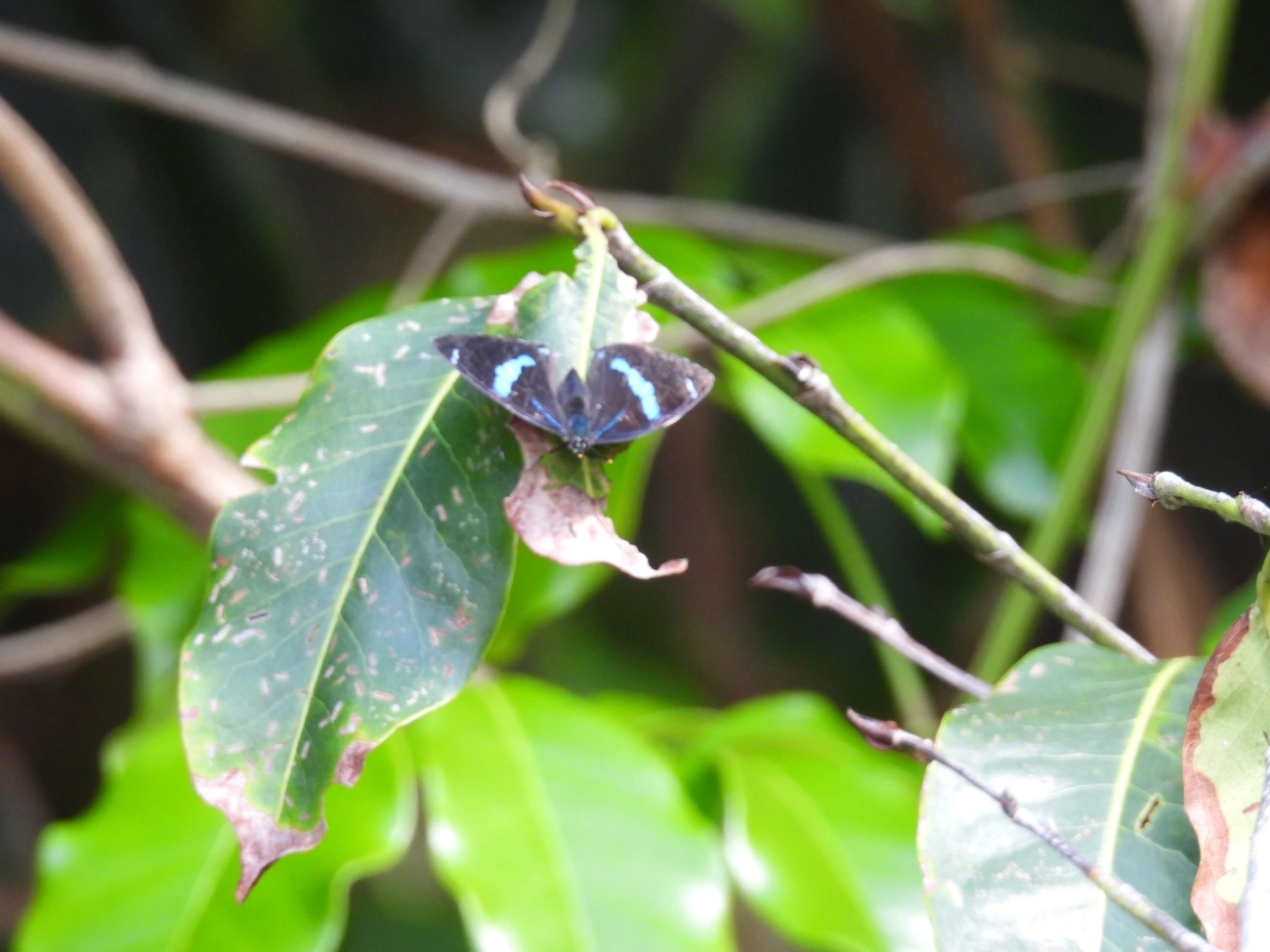 Borboletas-oitenta-e-oito (Diaethria), insetos, fotografado em Maresias, São Sebastião