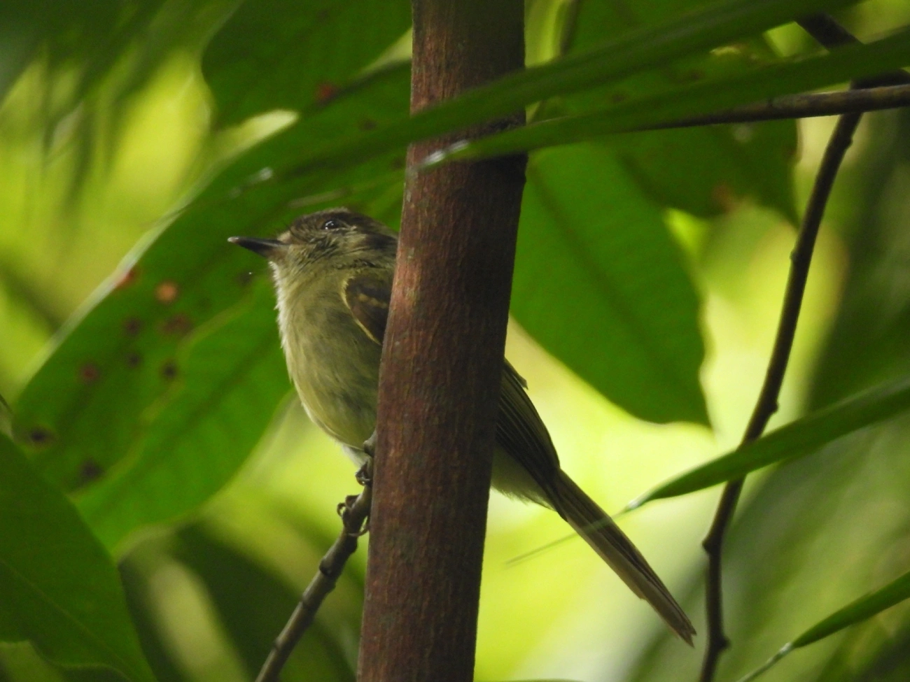 Cabeçudo (Leptopogon amaurocephalus), aves, fotografado em Maresias, São Sebastião