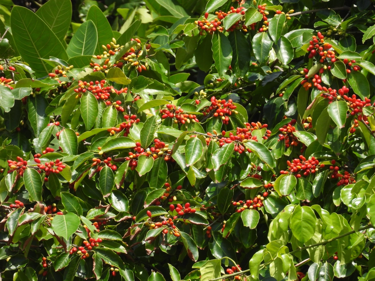 Angiospermas (Angiospermae), plantas, fotografado em Maresias, São Sebastião