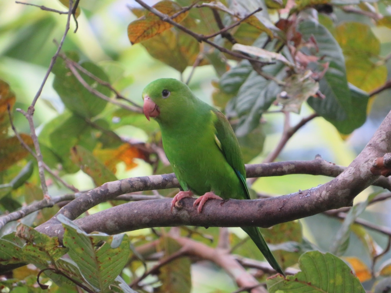 Periquito-rico (Brotogeris tirica), aves, fotografado em Maresias, São Sebastião
