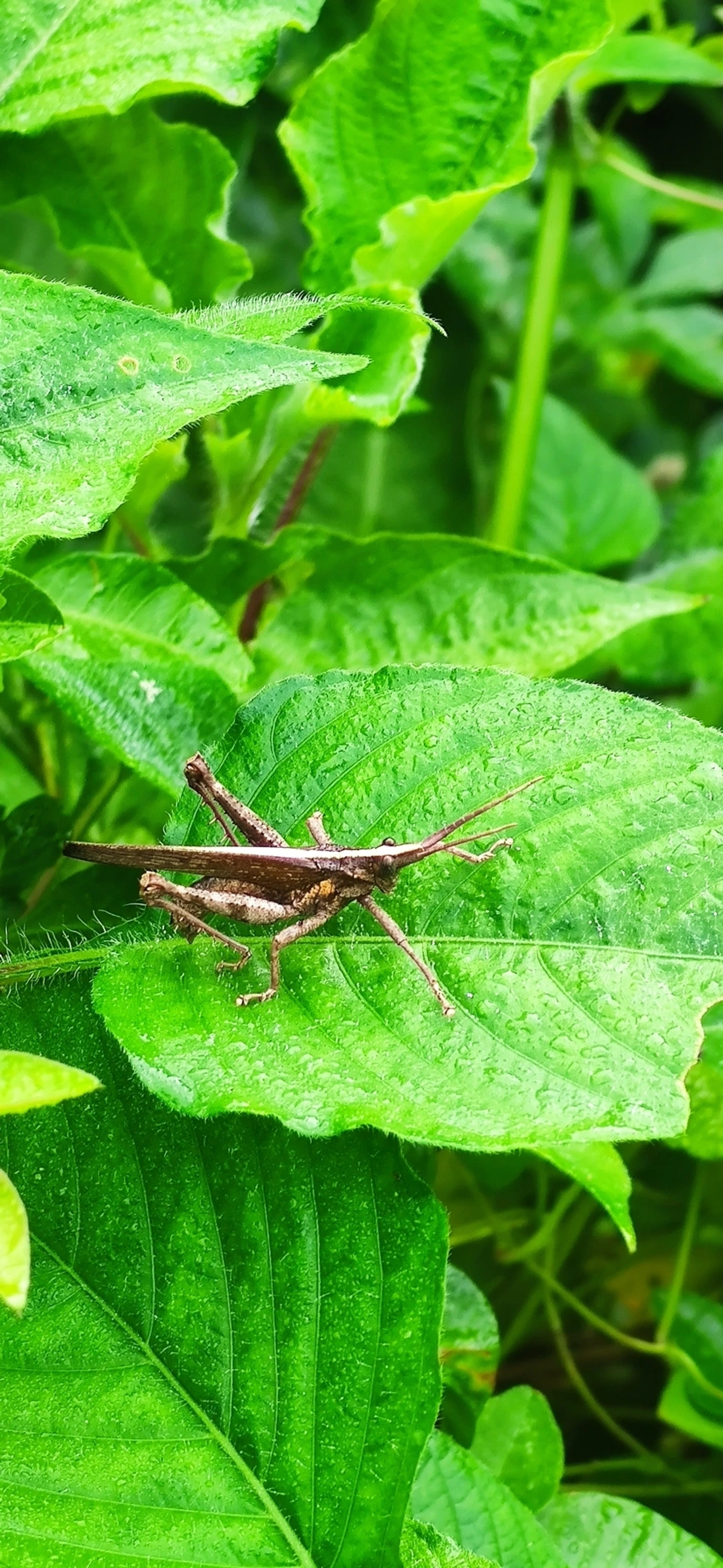 Procolpia, insetos, fotografado em Maresias, São Sebastião