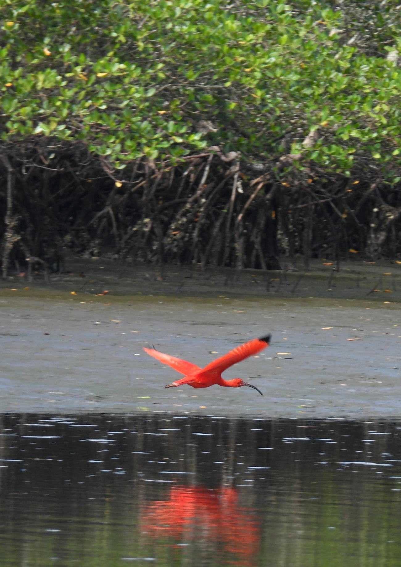 Guará (Eudocimus ruber), aves, fotografado em Cananéia