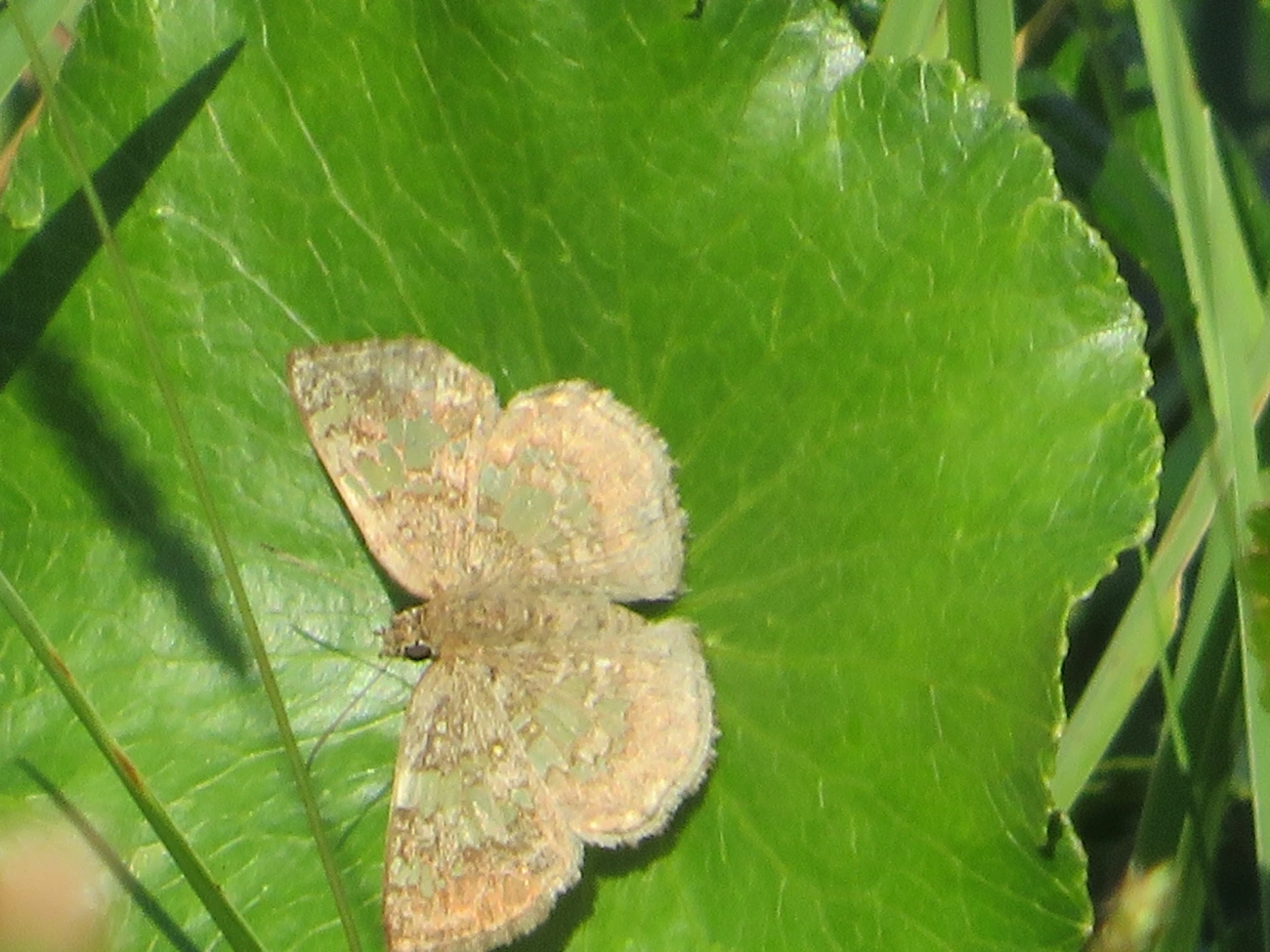 Espadarte-de-asas-vítreas (Xenophanes tryxus), insetos, fotografado em Maresias, São Sebastião