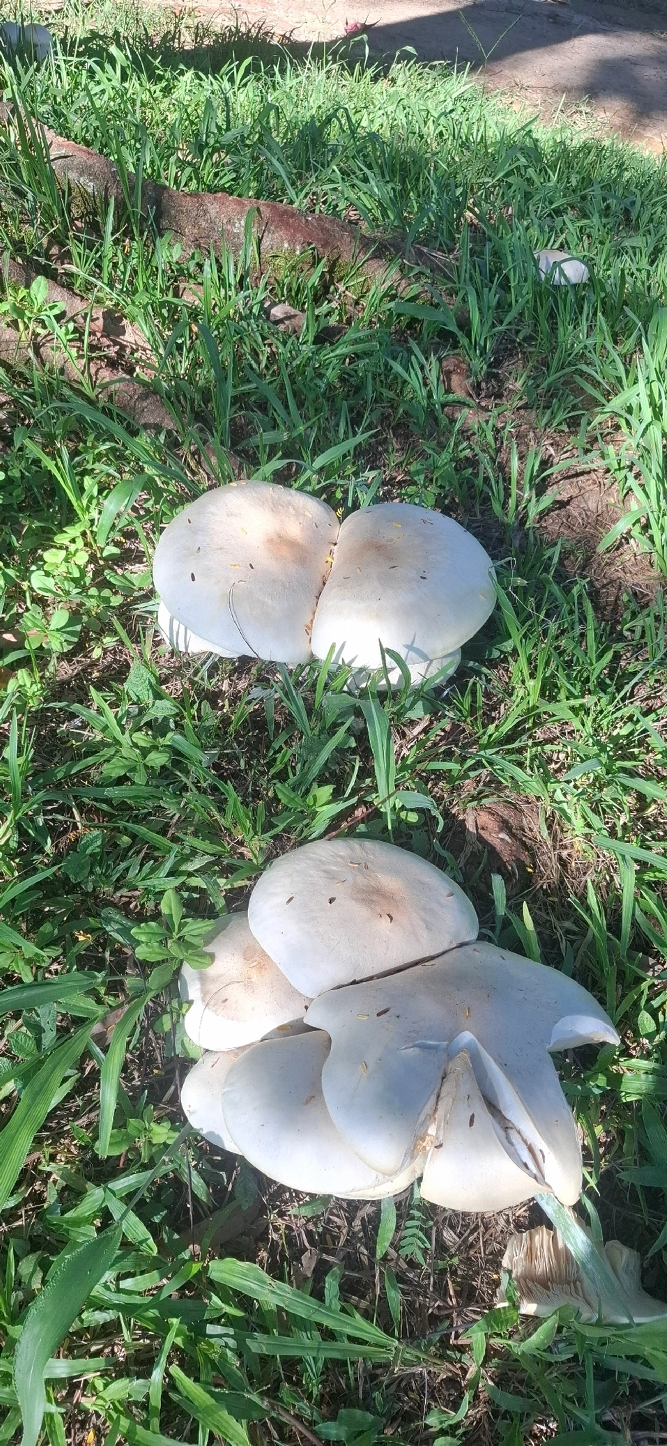 Cogumelo-gigante (Macrocybe titans), fungos, fotografado em Queluz