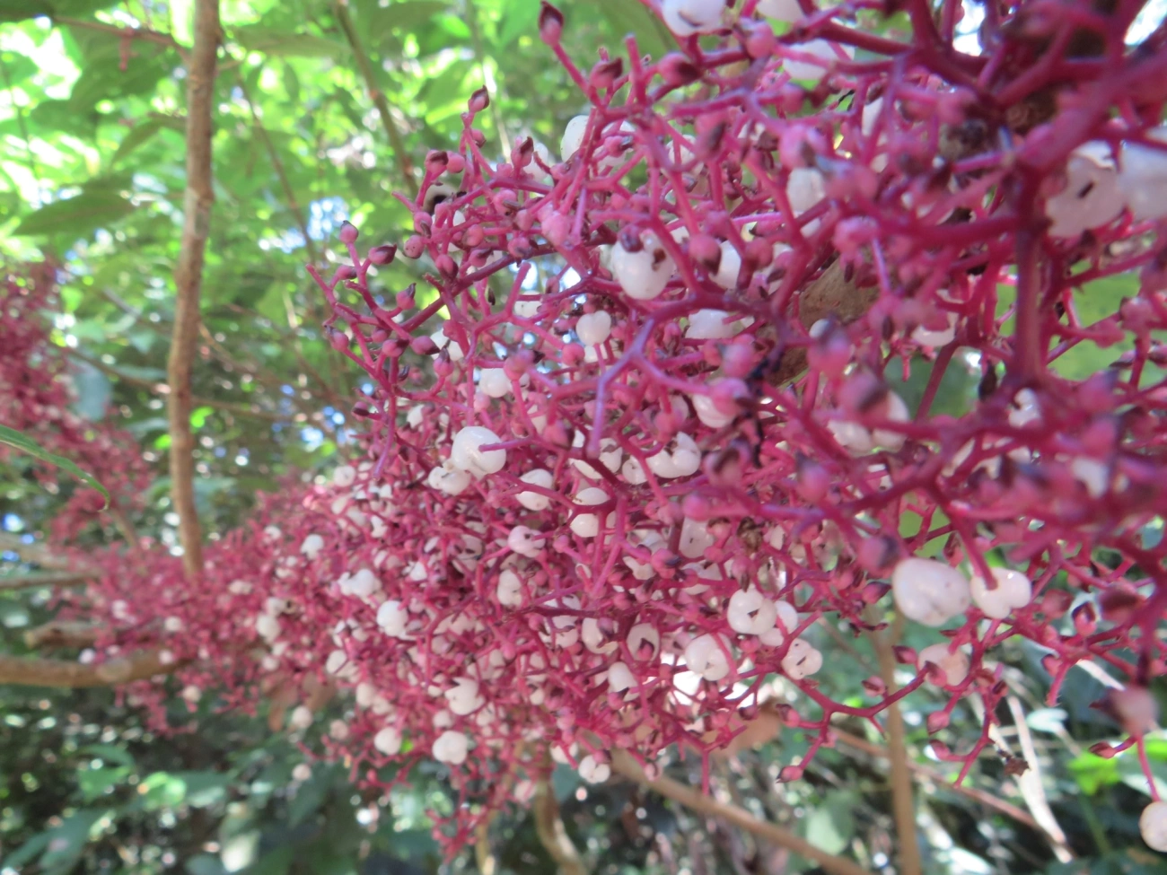 Urtiga-brava (Urera baccifera), plantas, fotografado em Maresias, São Sebastião