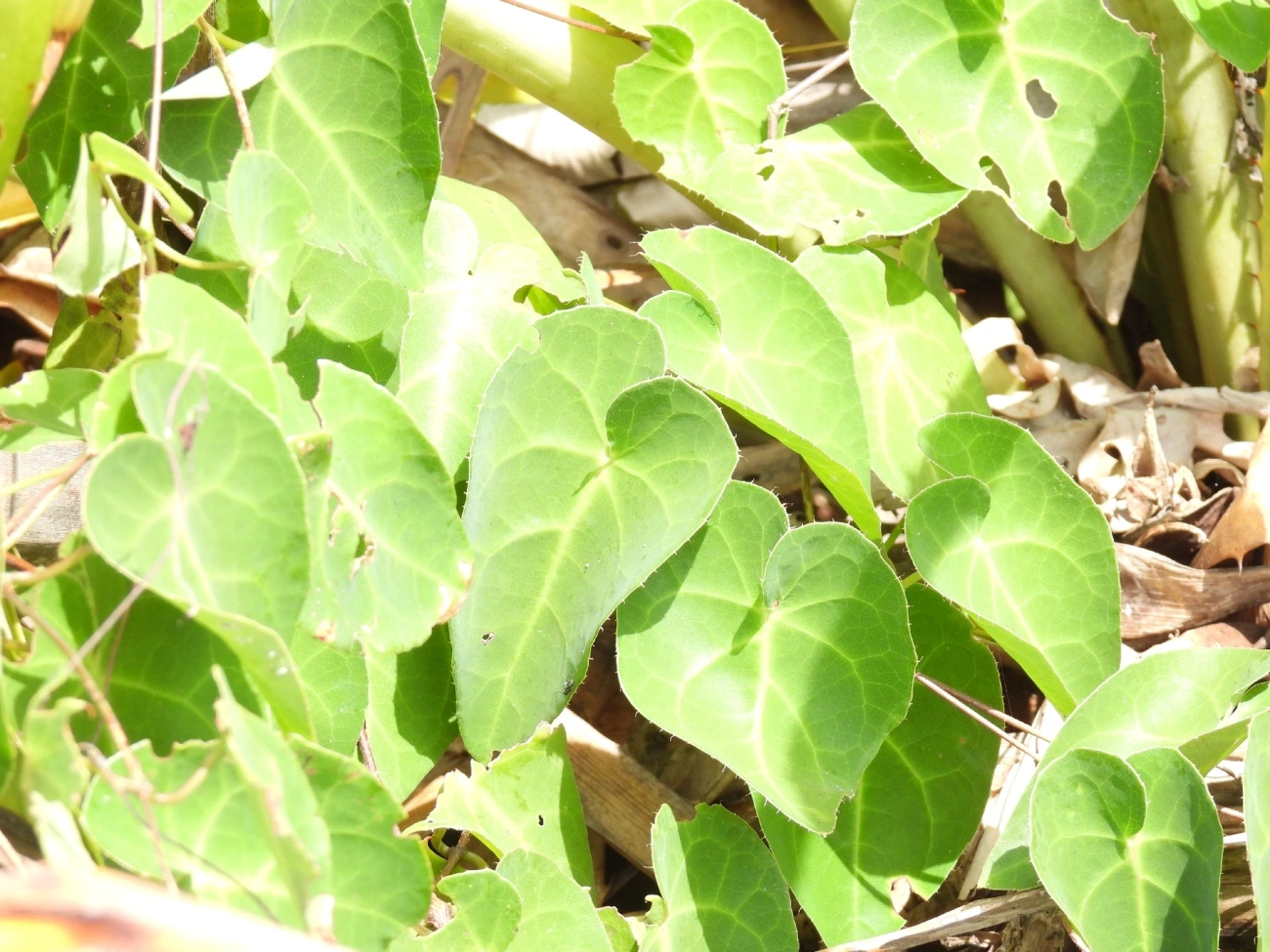 Plantas (Plantae), plantas, fotografado em Maresias, São Sebastião