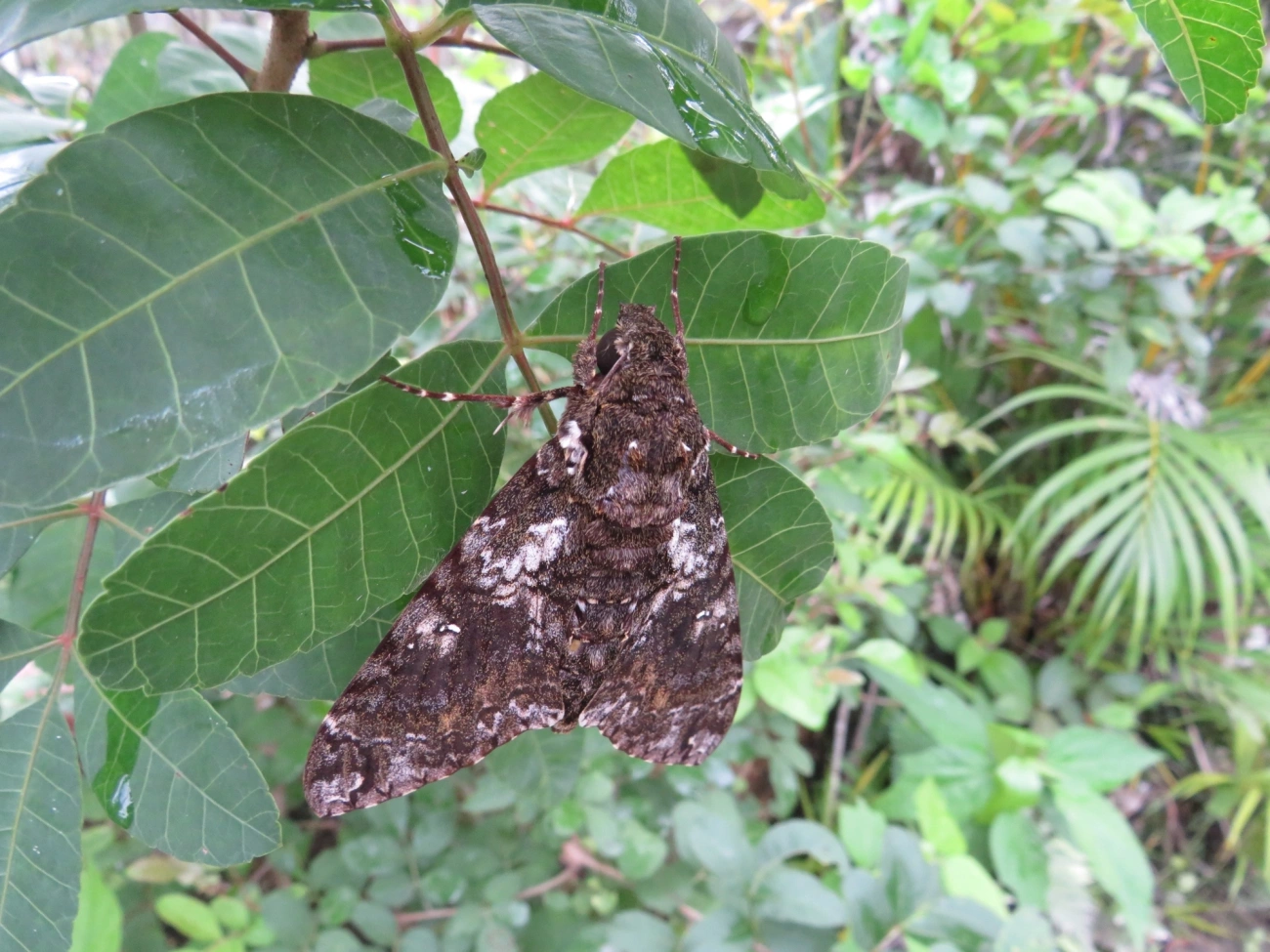 Esfinge-de-Duponchel (Cocytius duponchel), insetos, fotografado em Maresias, São Sebastião