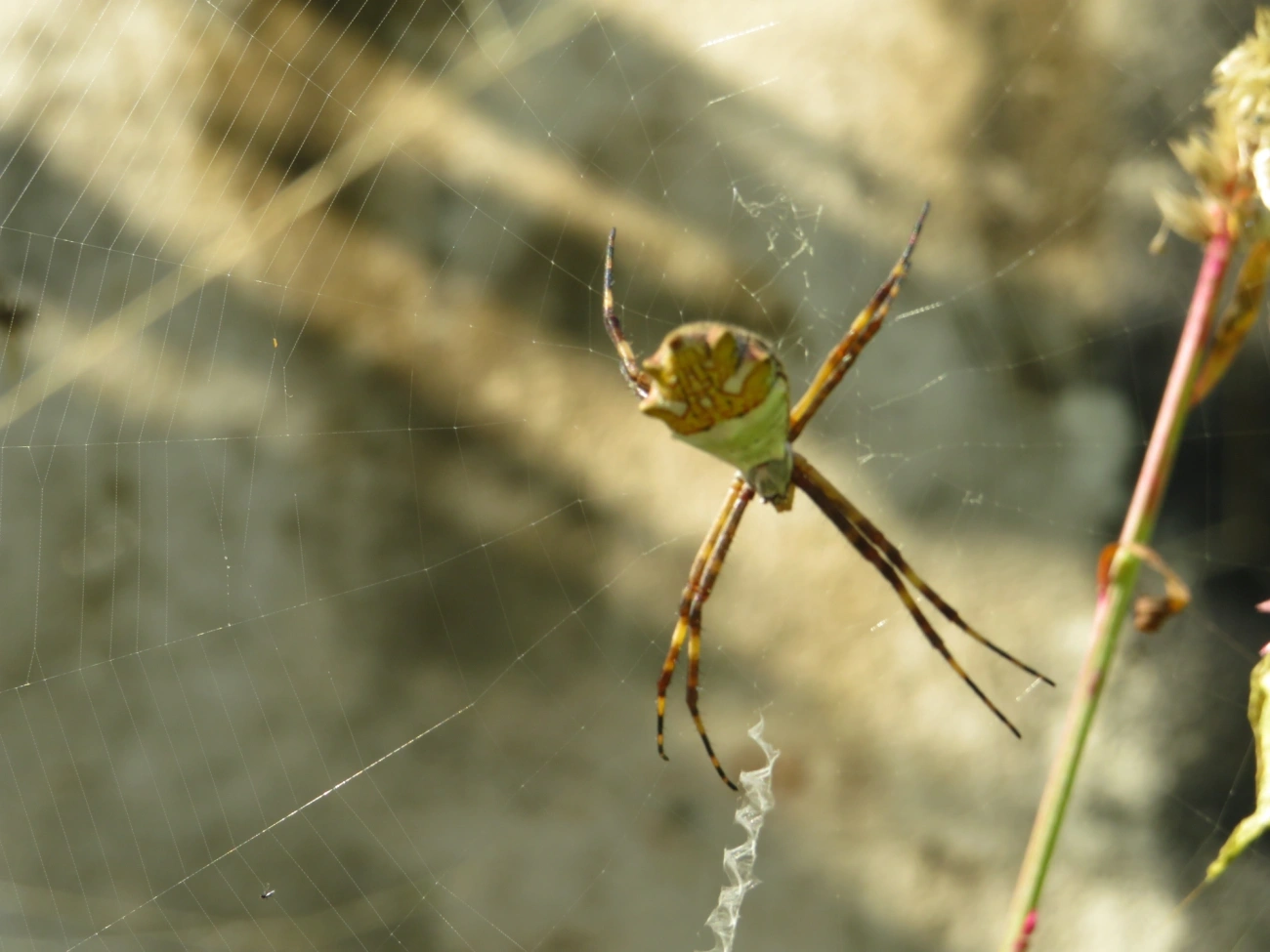 Aranha-de-prata (Argiope argentata), aracnídeos, fotografado em Maresias, São Sebastião