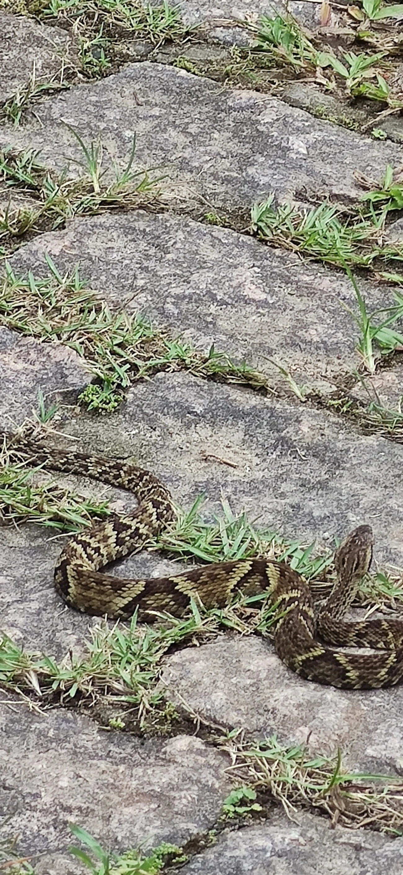 Jararaca-da-mata (Bothrops jararaca), répteis, fotografado em Maresias, São Sebastião