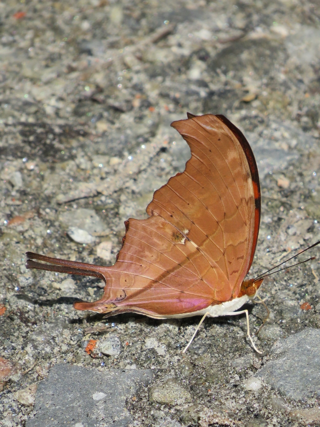Borboleta-Asas-de-Punhal (Marpesia petreus), insetos, fotografado em Maresias, São Sebastião