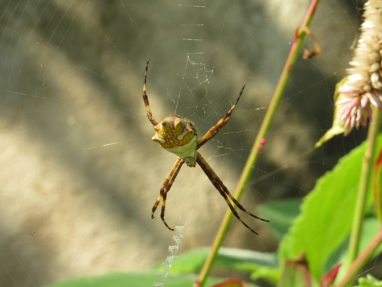 Aranha-de-prata (Argiope argentata), aracnídeos, fotografado em Maresias, São Sebastião