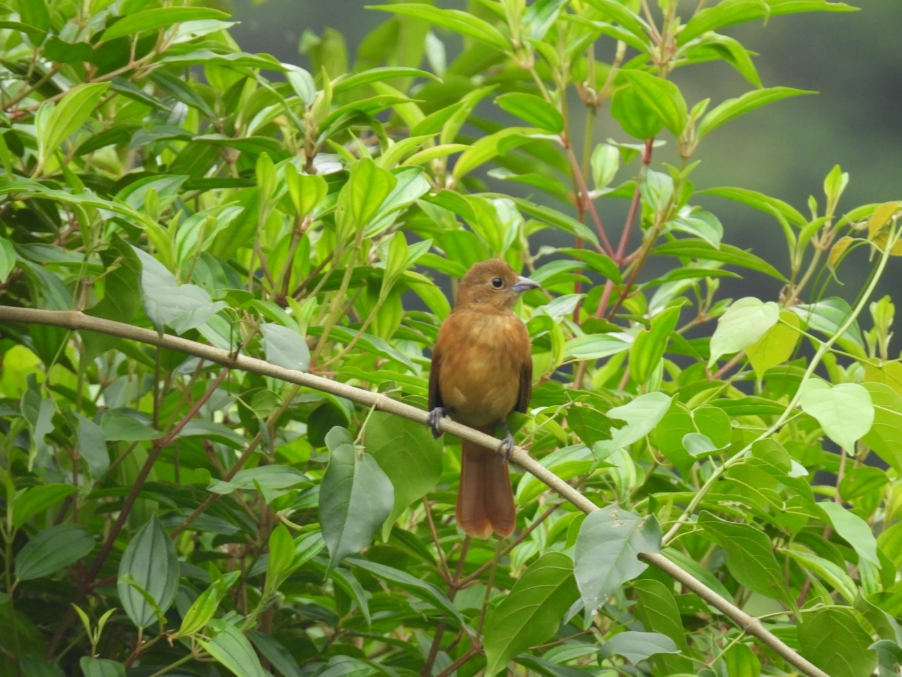 Tiê-galo (Loriotus cristatus), aves, fotografado em Maresias, São Sebastião
