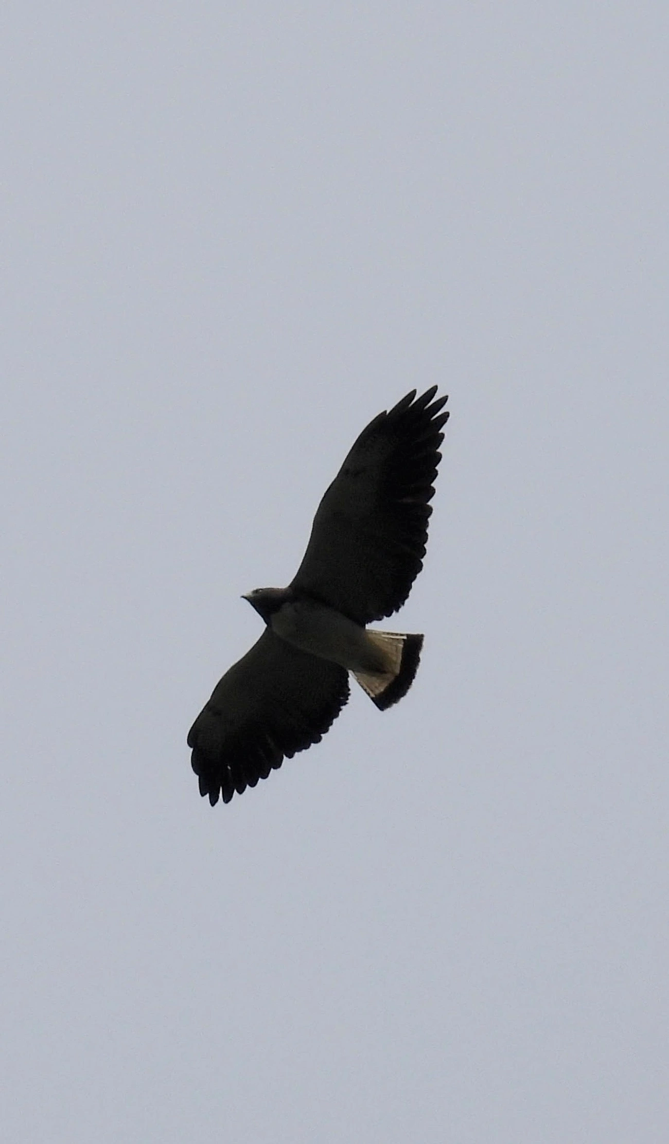 Gavião-de-rabo-branco (Geranoaetus albicaudatus), aves, fotografado em Itamonte