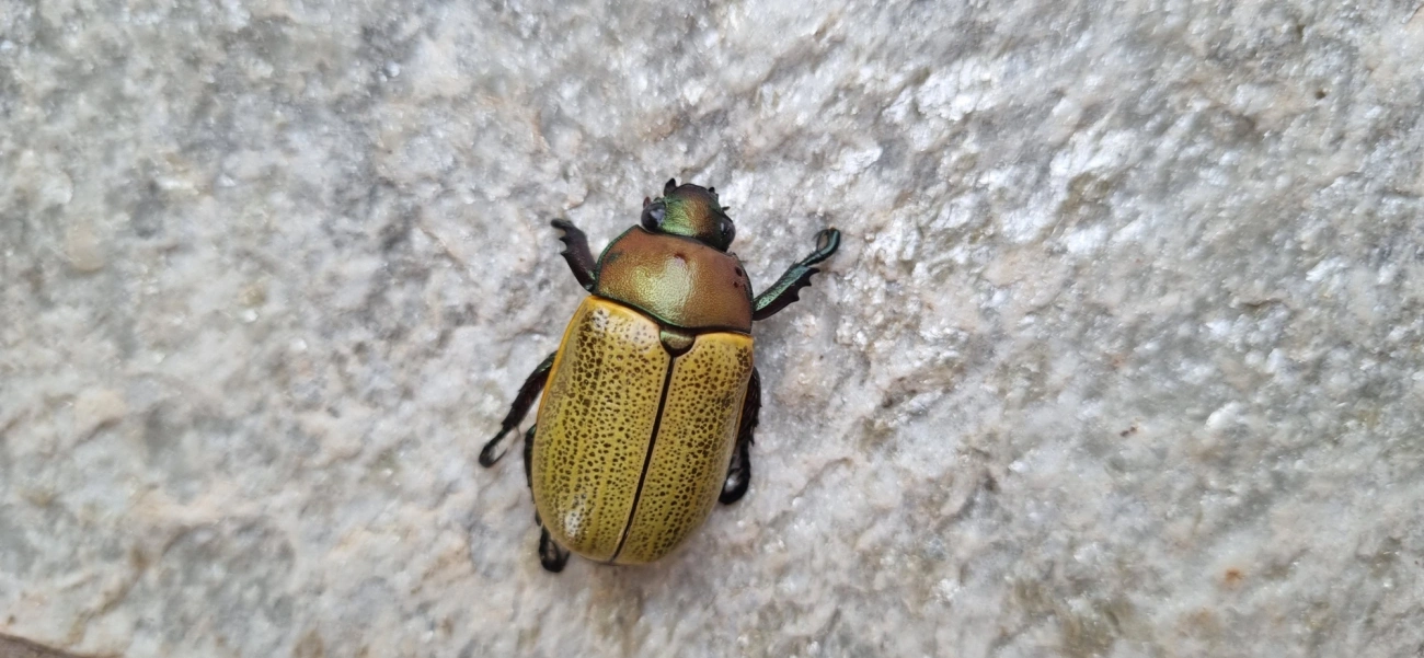 Pelidnota sordida, insetos, fotografado em Itu