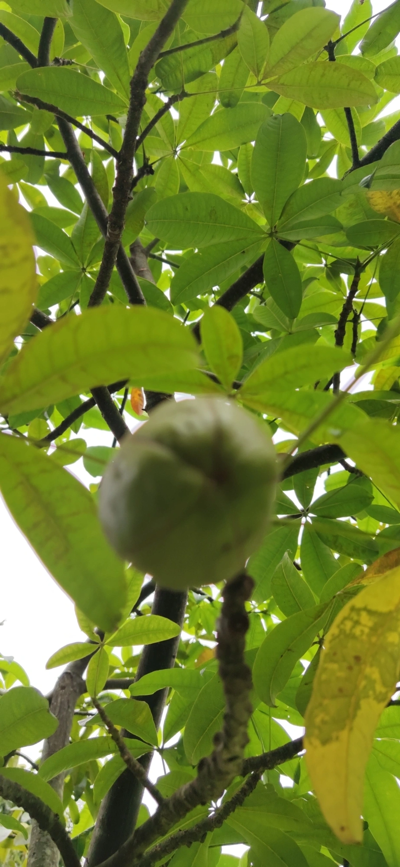 Castanha-do-maranhão (Pachira glabra), plantas, fotografado em Vila Antonina, São Paulo