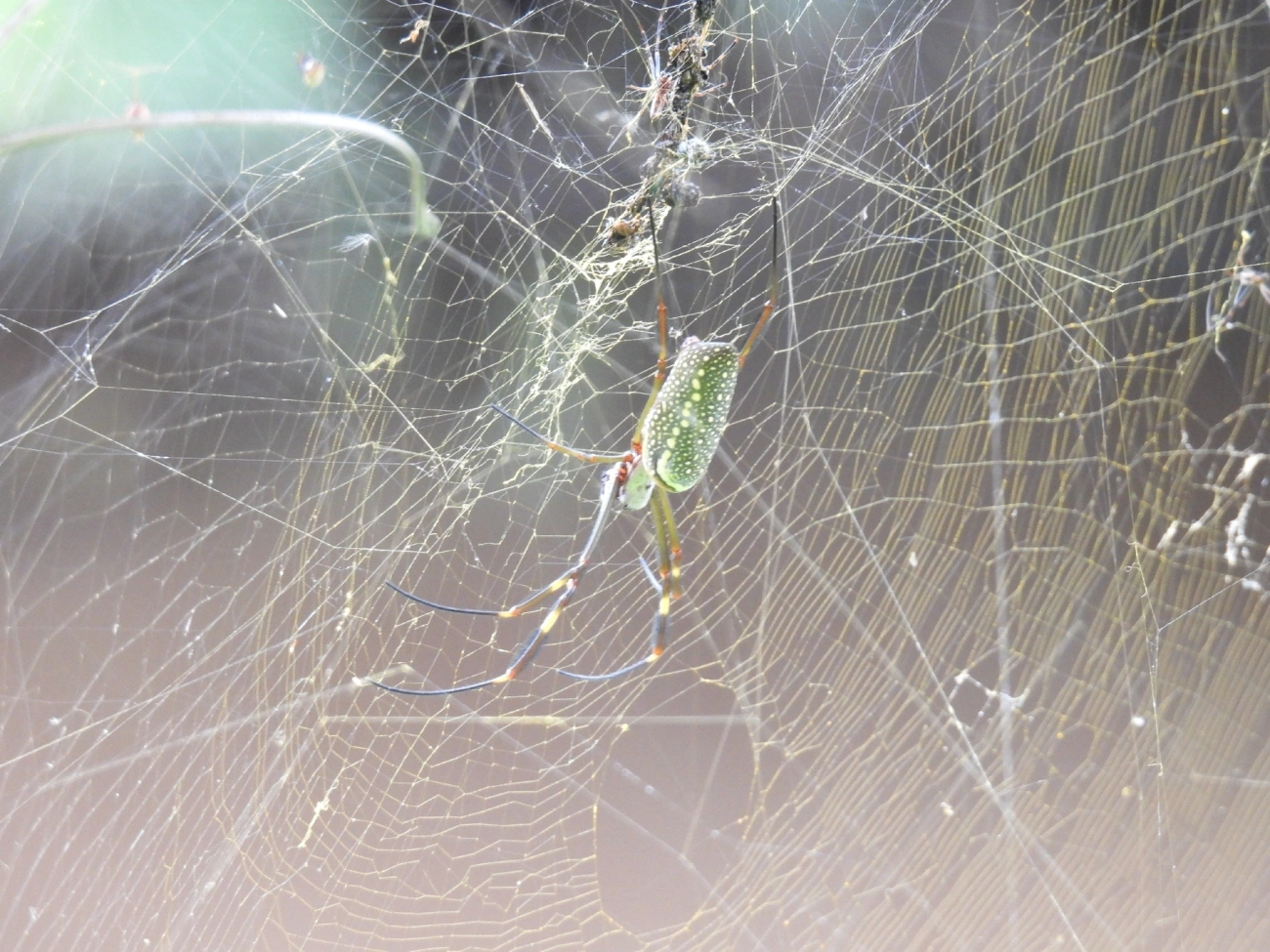 Aranha-de-teia-dourada (Trichonephila clavipes), aracnídeos, fotografado em Indaiá, Caraguatatuba