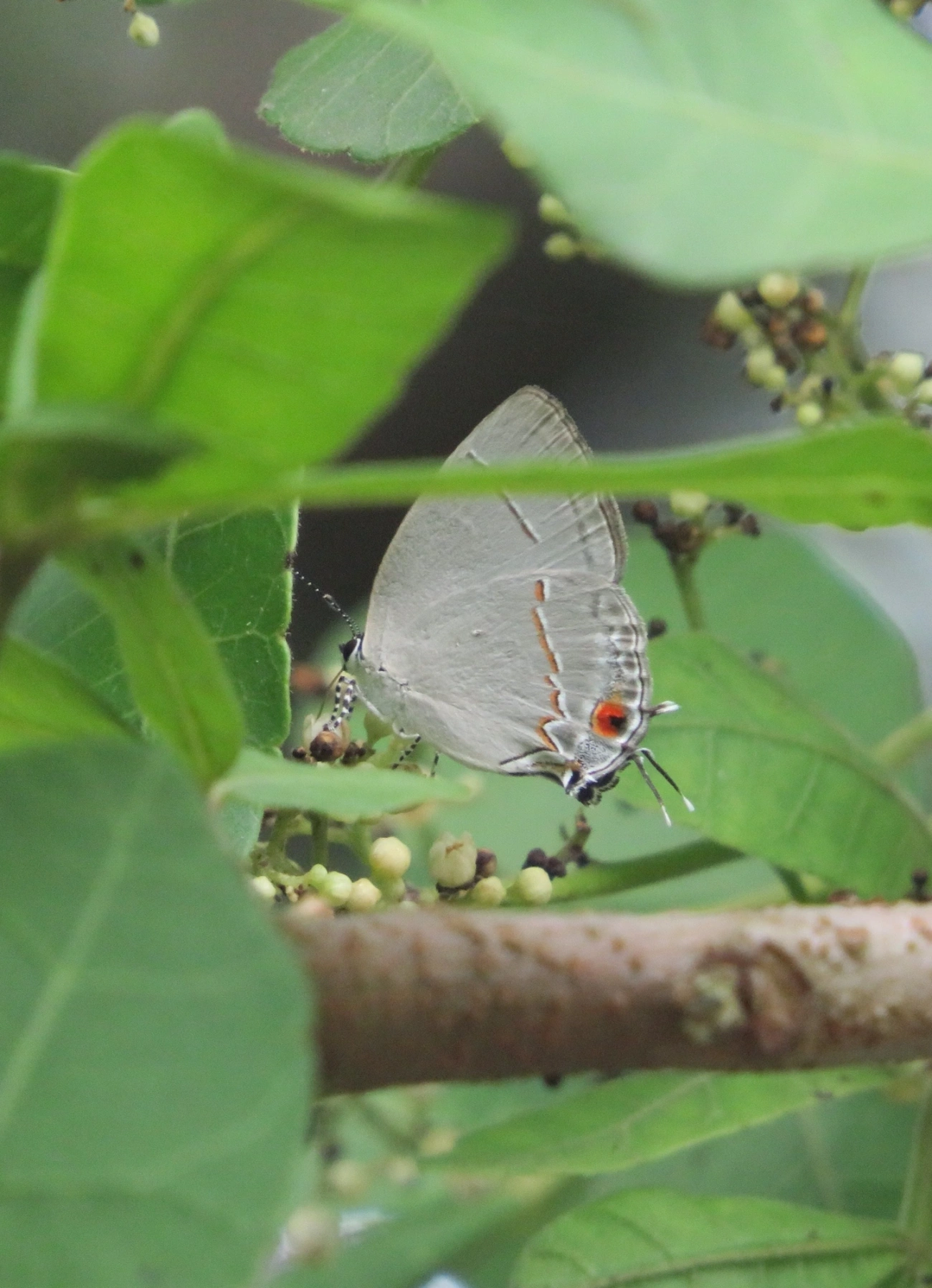 Nicolaea lemuria, insetos, fotografado em Maresias, São Sebastião