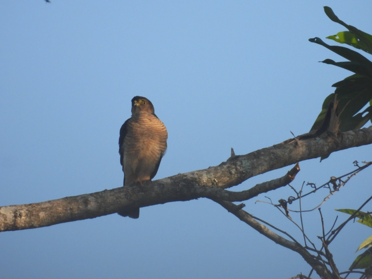 Gavião-miudinho (Microspizias superciliosus), aves, fotografado em Maresias, São Sebastião