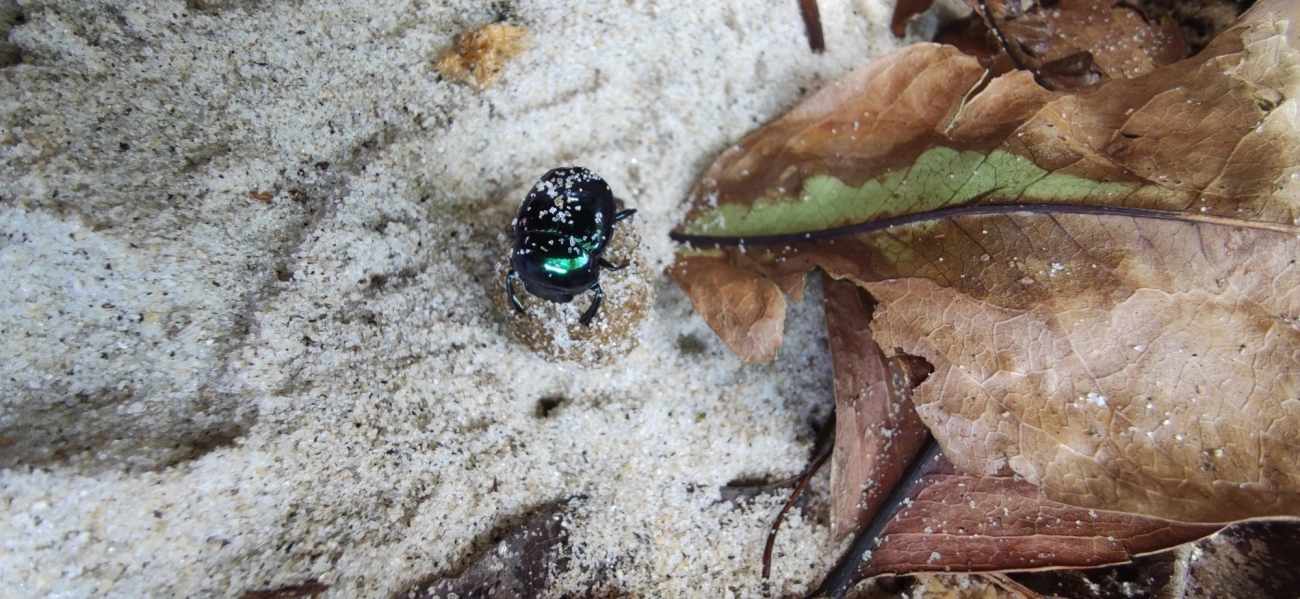 Besouros-Rola-Bosta (Scarabaeinae), insetos, fotografado em Maresias, São Sebastião