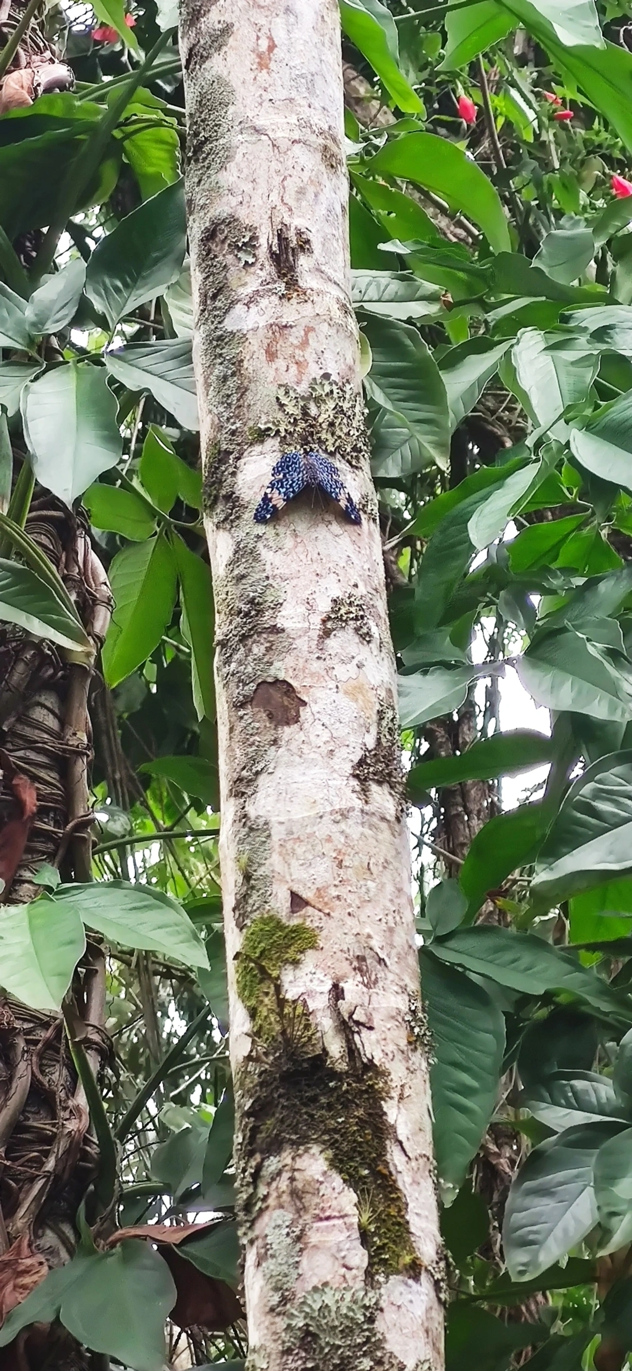 Assenta-pau (Hamadryas amphinome), insetos, fotografado em Maresias, São Sebastião