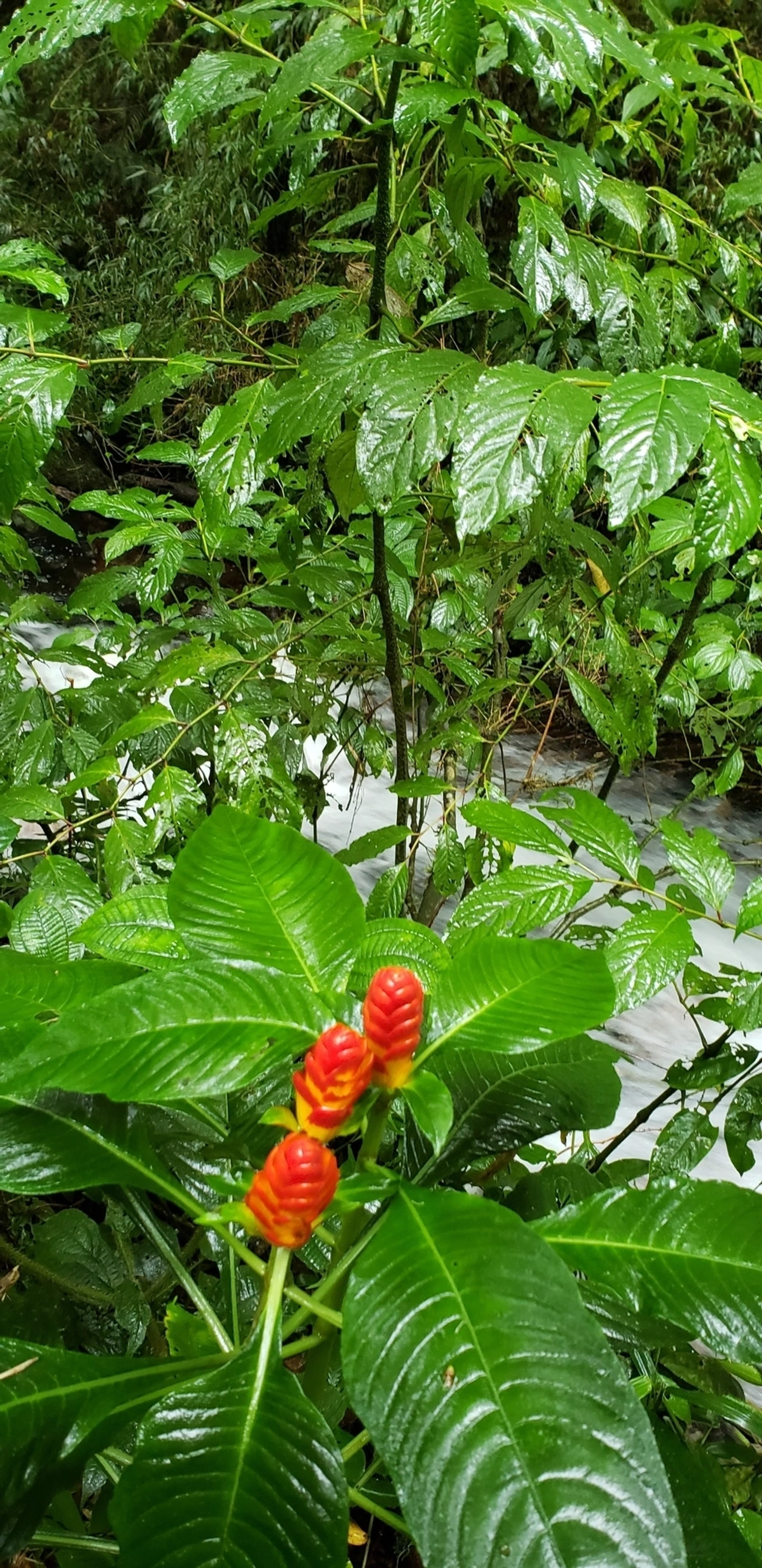 Aphelandra, plantas, fotografado em São Francisco Xavier